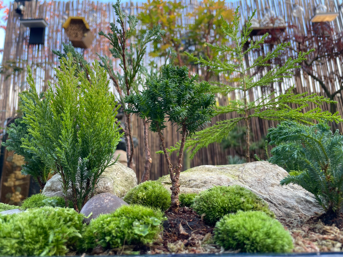 Bonsai Pot Forest