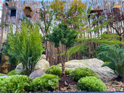 Bonsai Pot Forest
