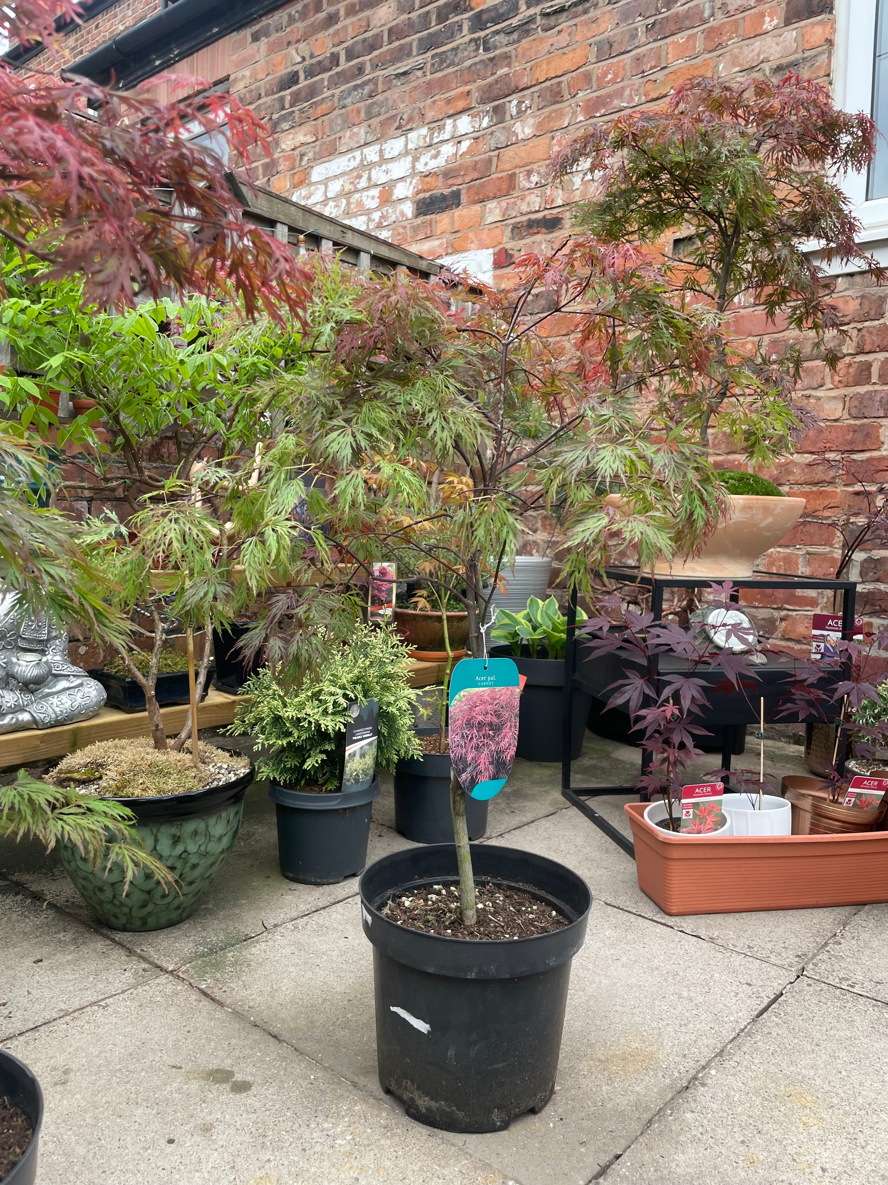 Acer Dissectum Red Garnet