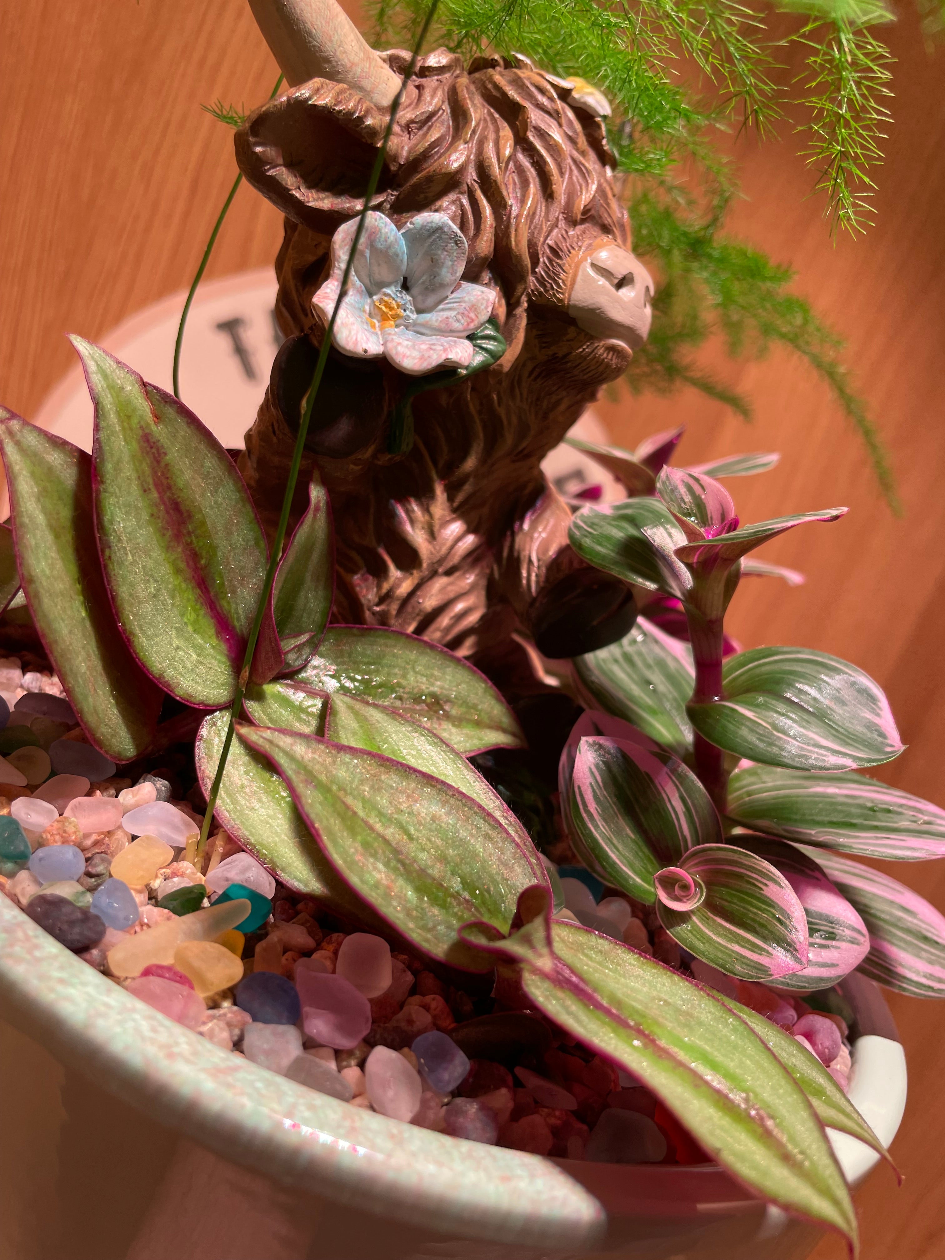 Highland Cow Bowl