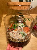 ***NEW*** Tropical Terrarium