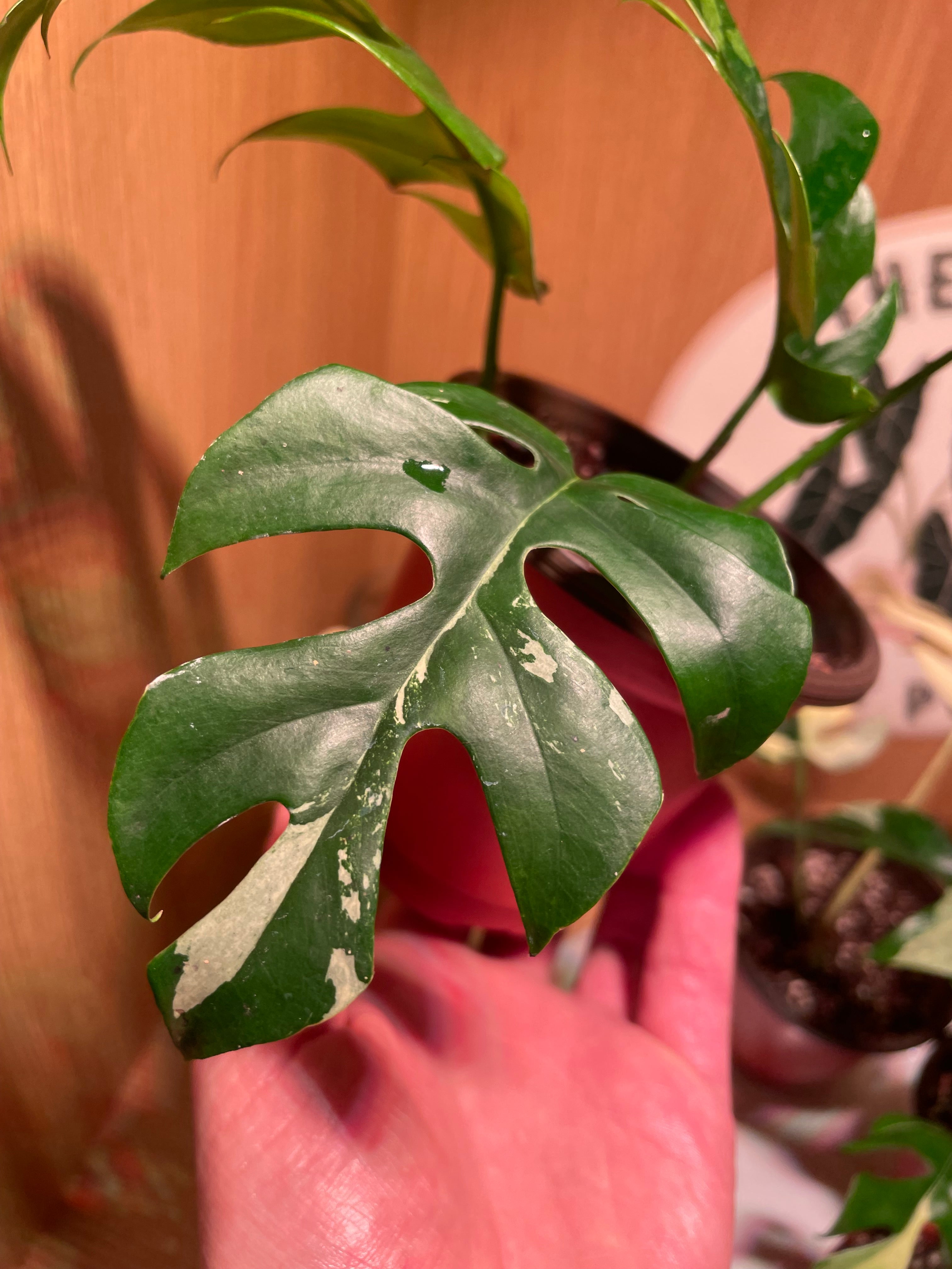Rhaphidophora Tetrasperma Variegata