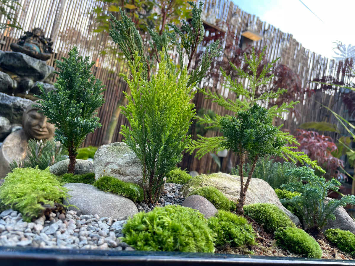 Bonsai Pot Forest
