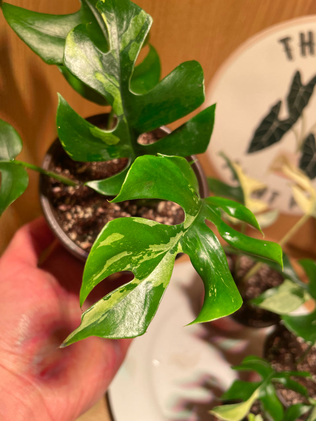 Rhaphidophora Tetrasperma Variegata