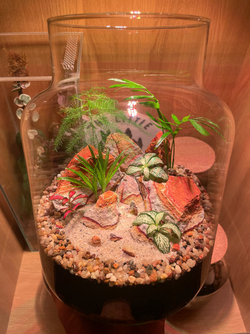 ***NEW*** Tropical Terrarium