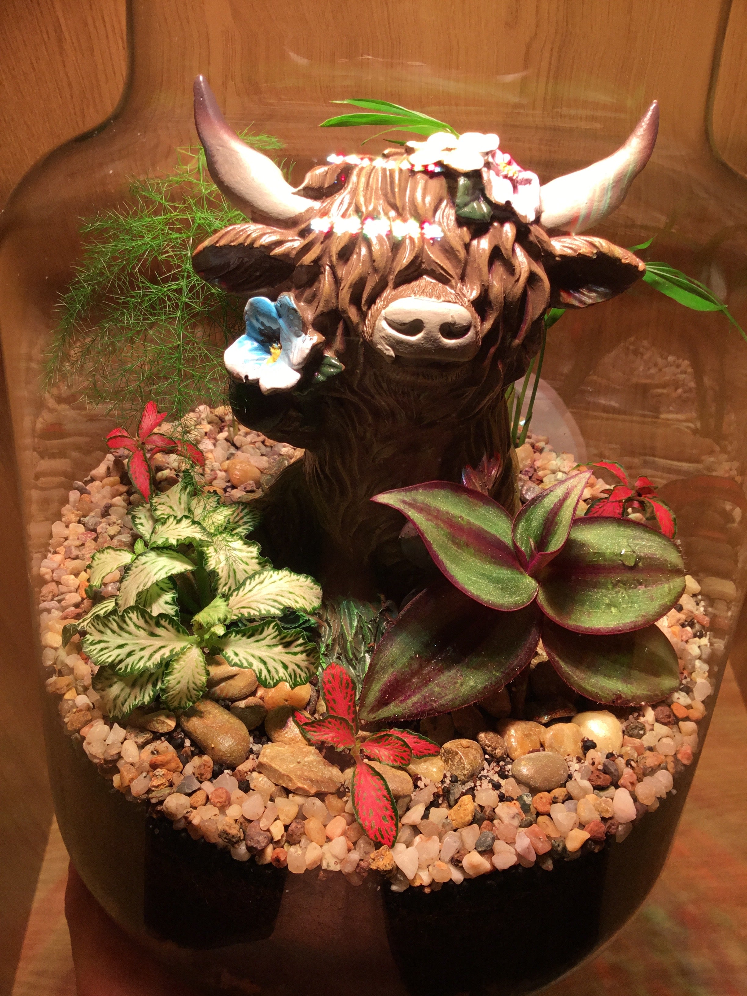 Highland Cow Terrarium