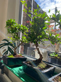 Bonsai Tree