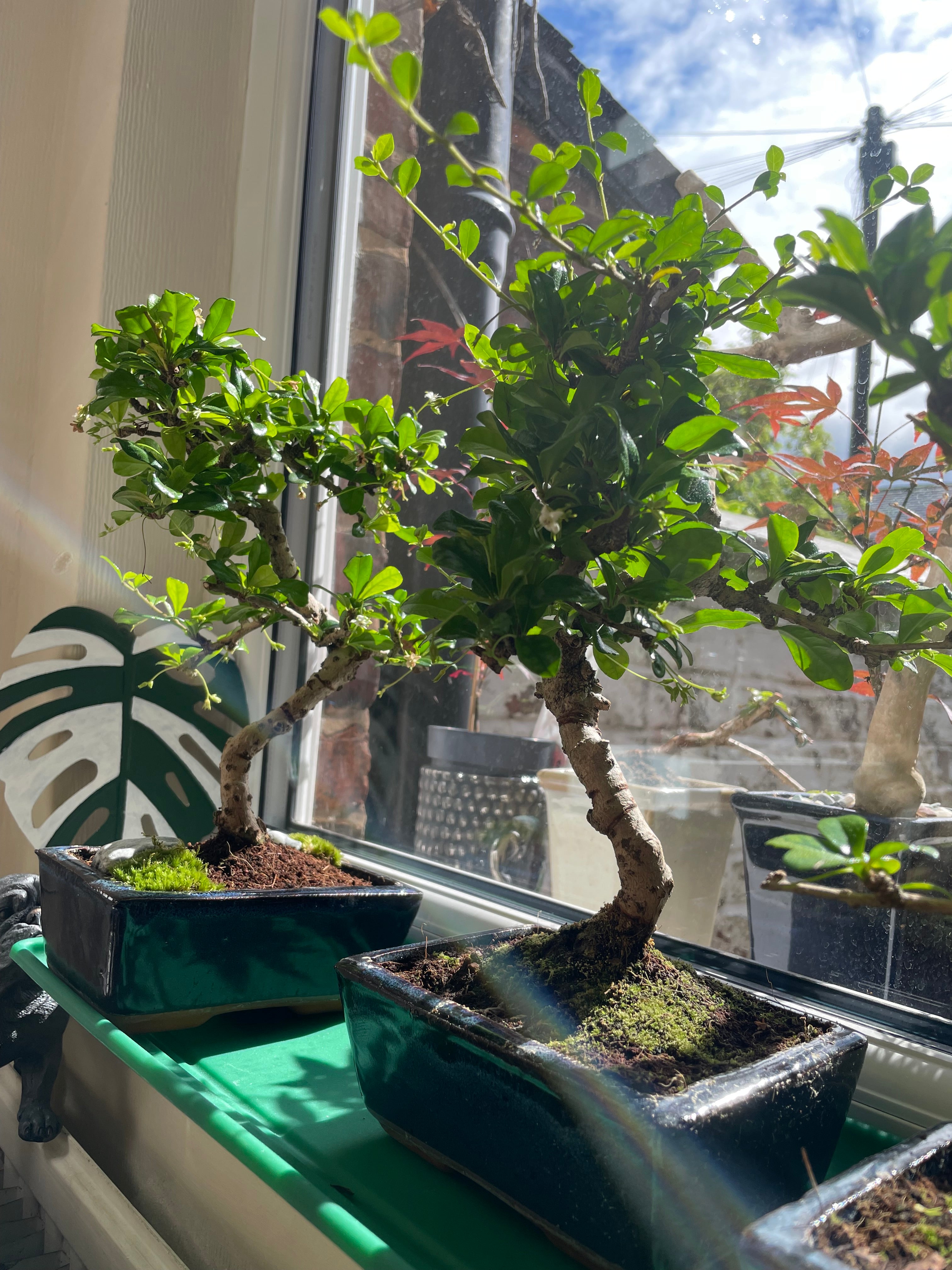 Bonsai Tree