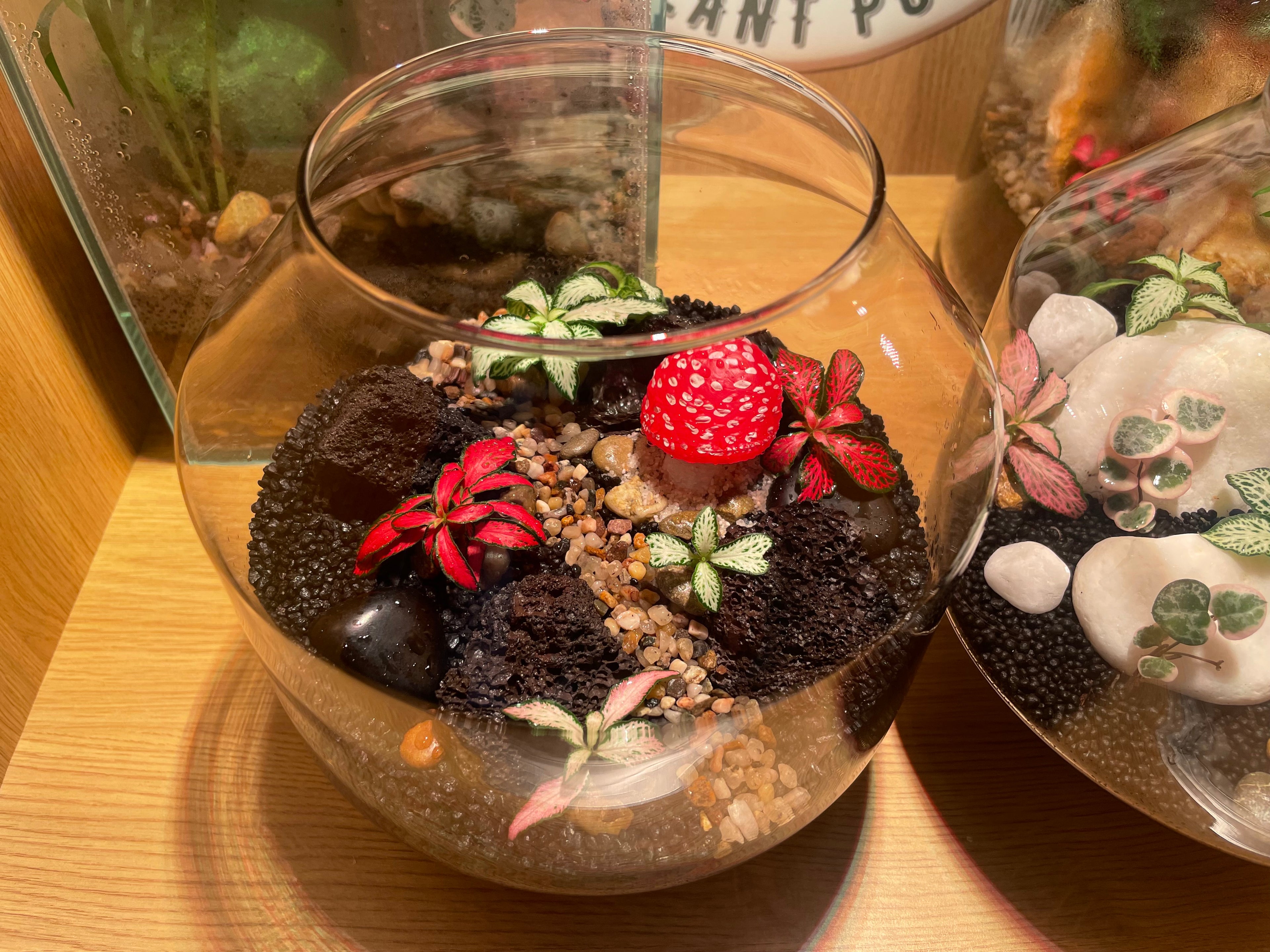 Volcanic Terrarium