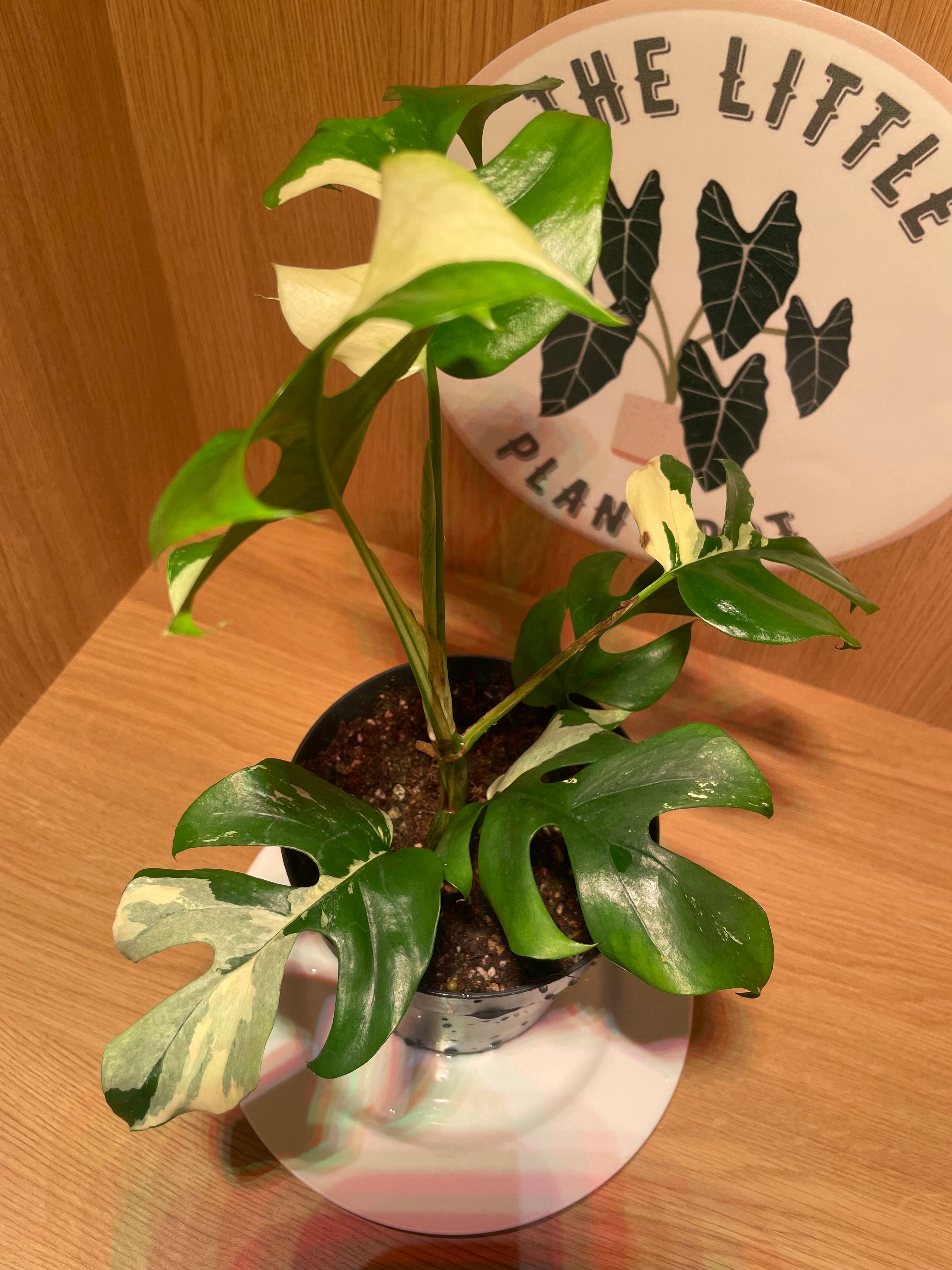 Rhaphidophora Tetrasperma Variegata (Highly Variegated)