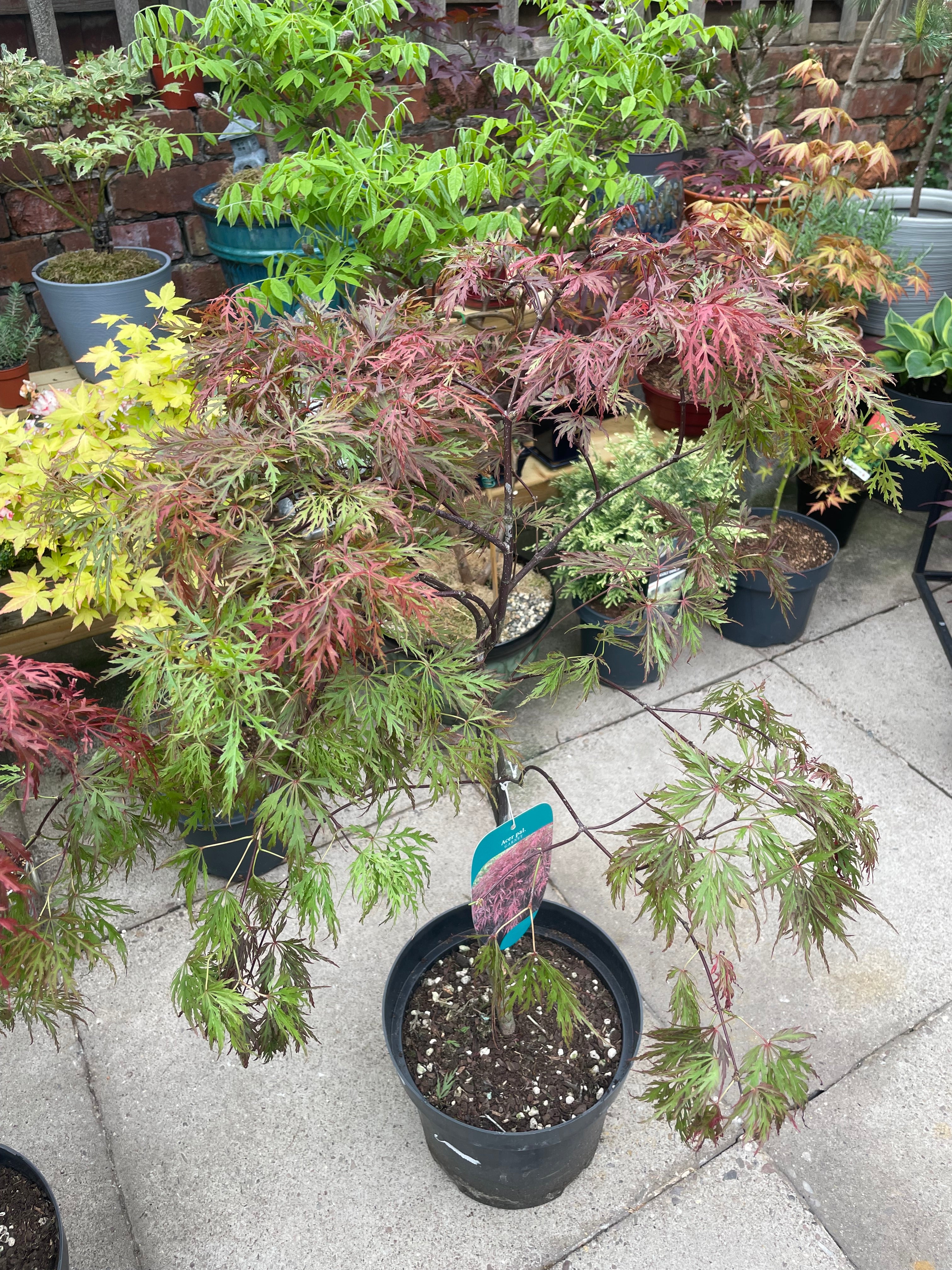 Acer Dissectum Red Garnet