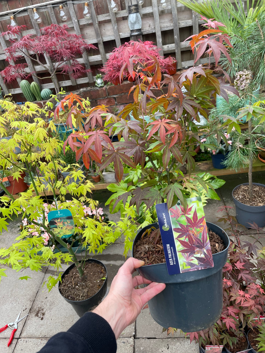 Acer Palmatum ‘Atropurpureum’