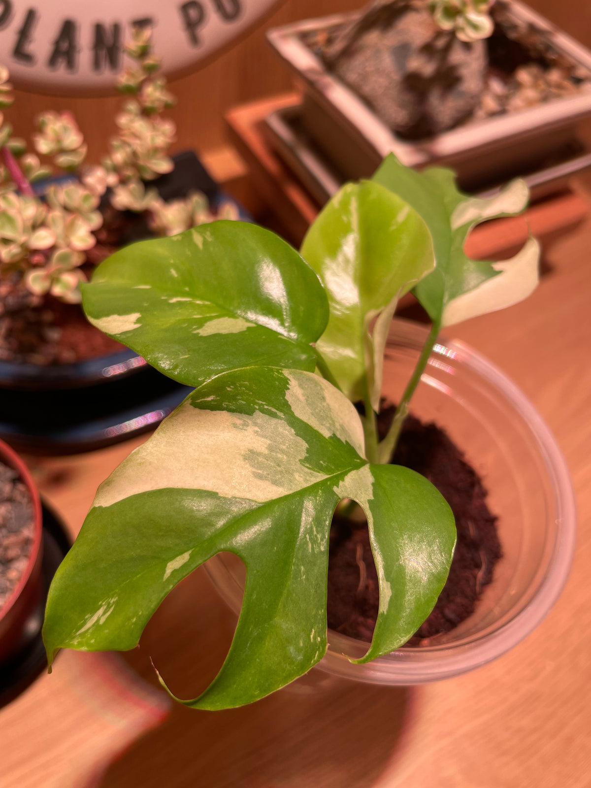 Rhaphidophora Tetrasperma Variegata