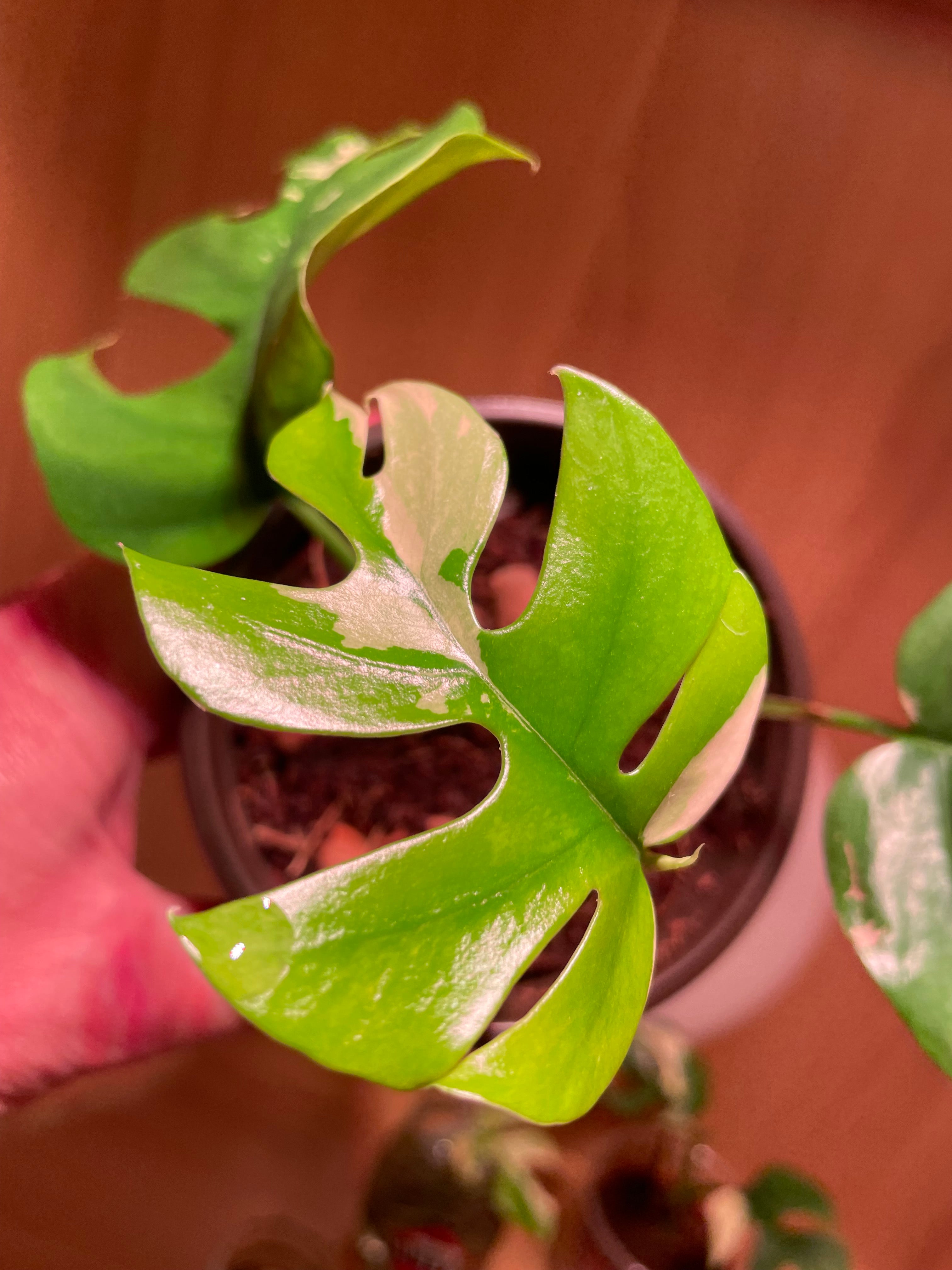 Rhaphidophora Tetrasperma Variegata