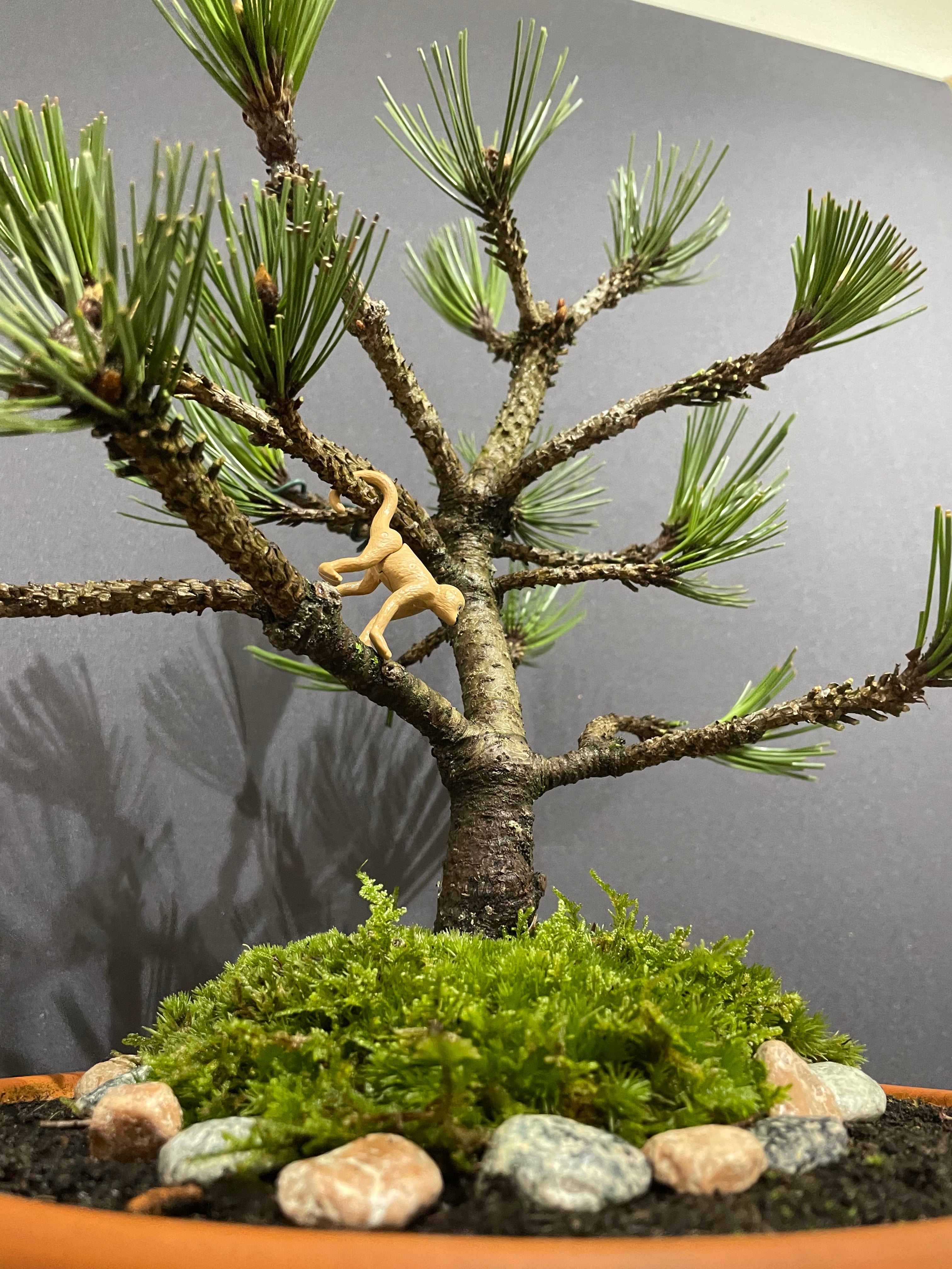 Bosnian Pine Bonsai