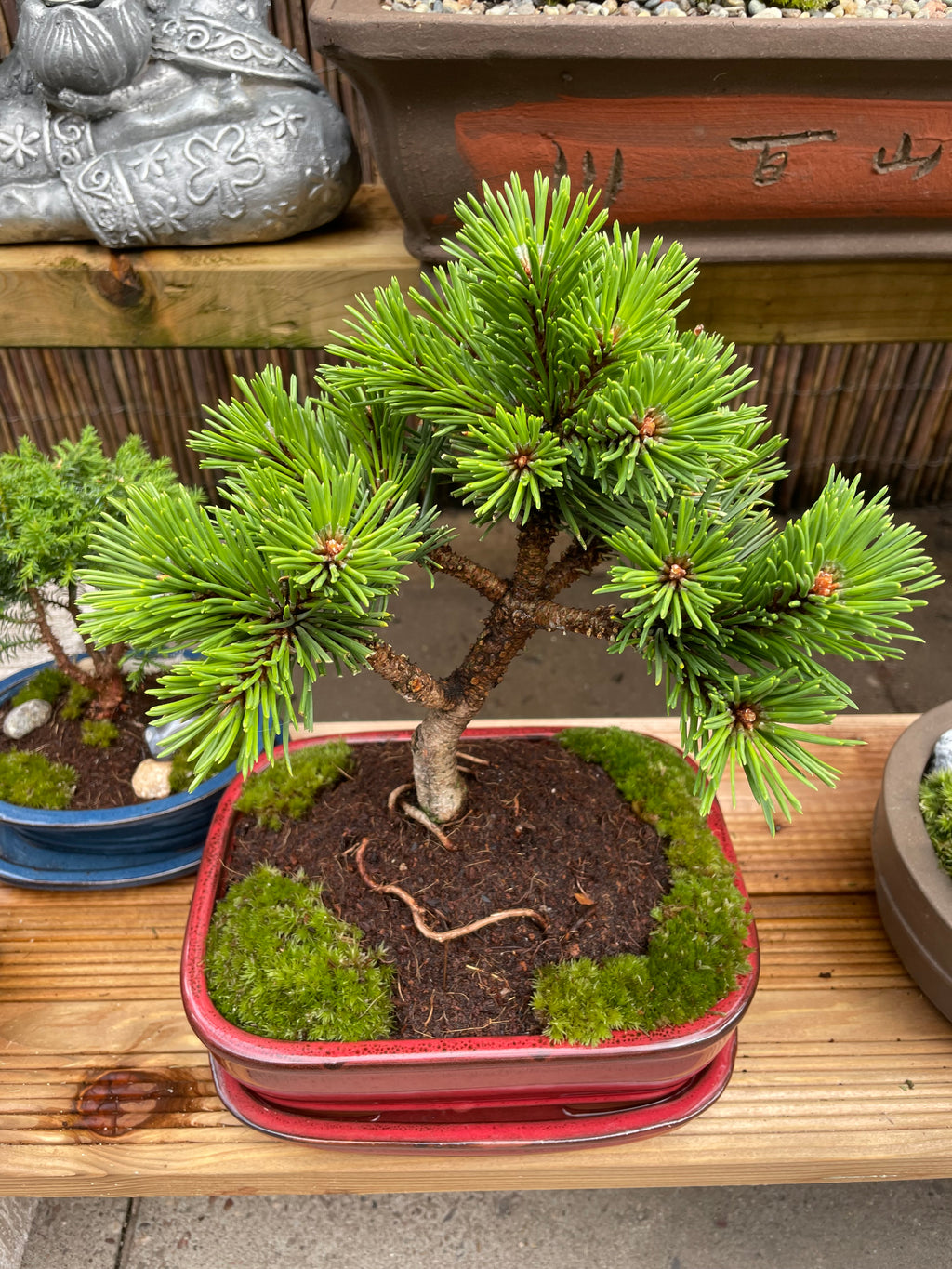 Dwarf Mugo Pine Bonsai