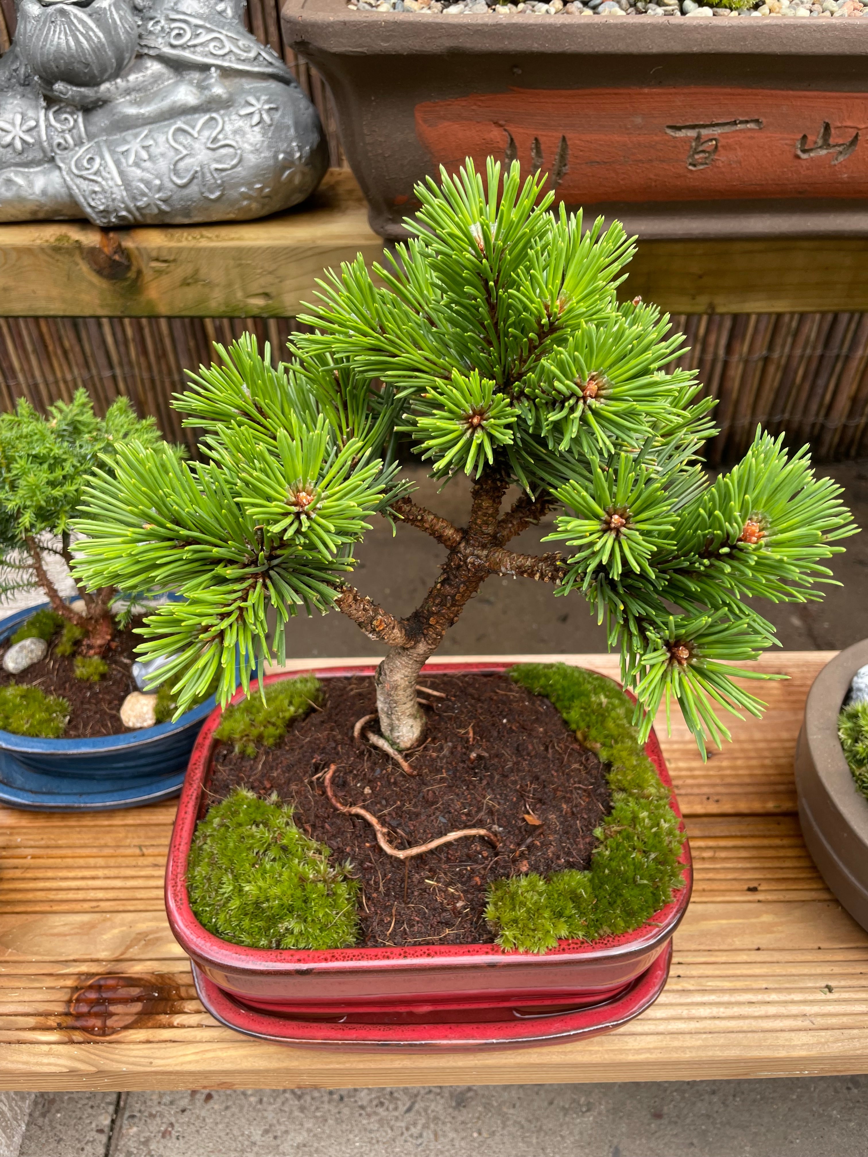 Dwarf Mugo Pine Bonsai