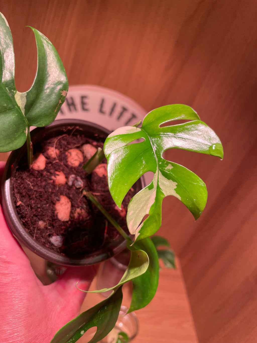 Rhaphidophora Tetrasperma Variegata
