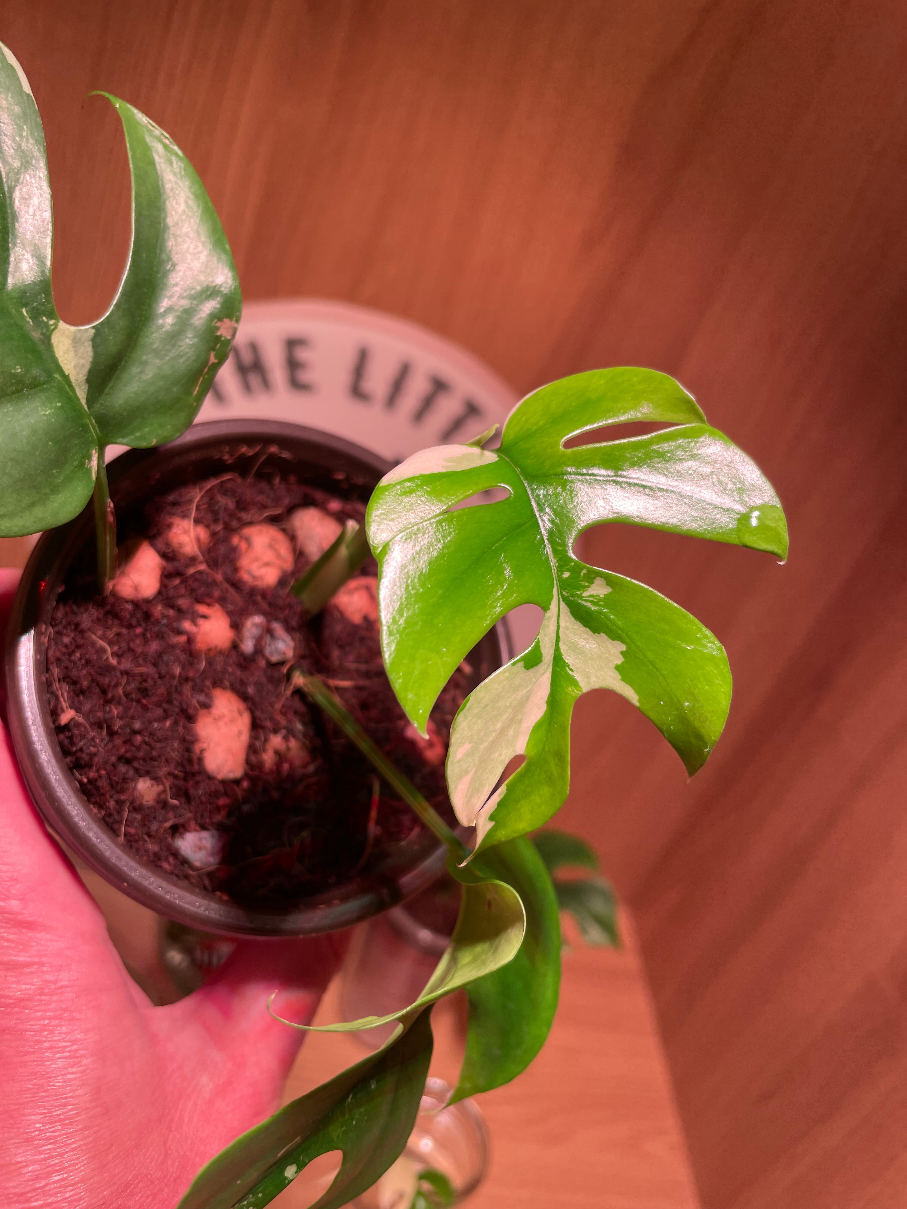 Rhaphidophora Tetrasperma Variegata