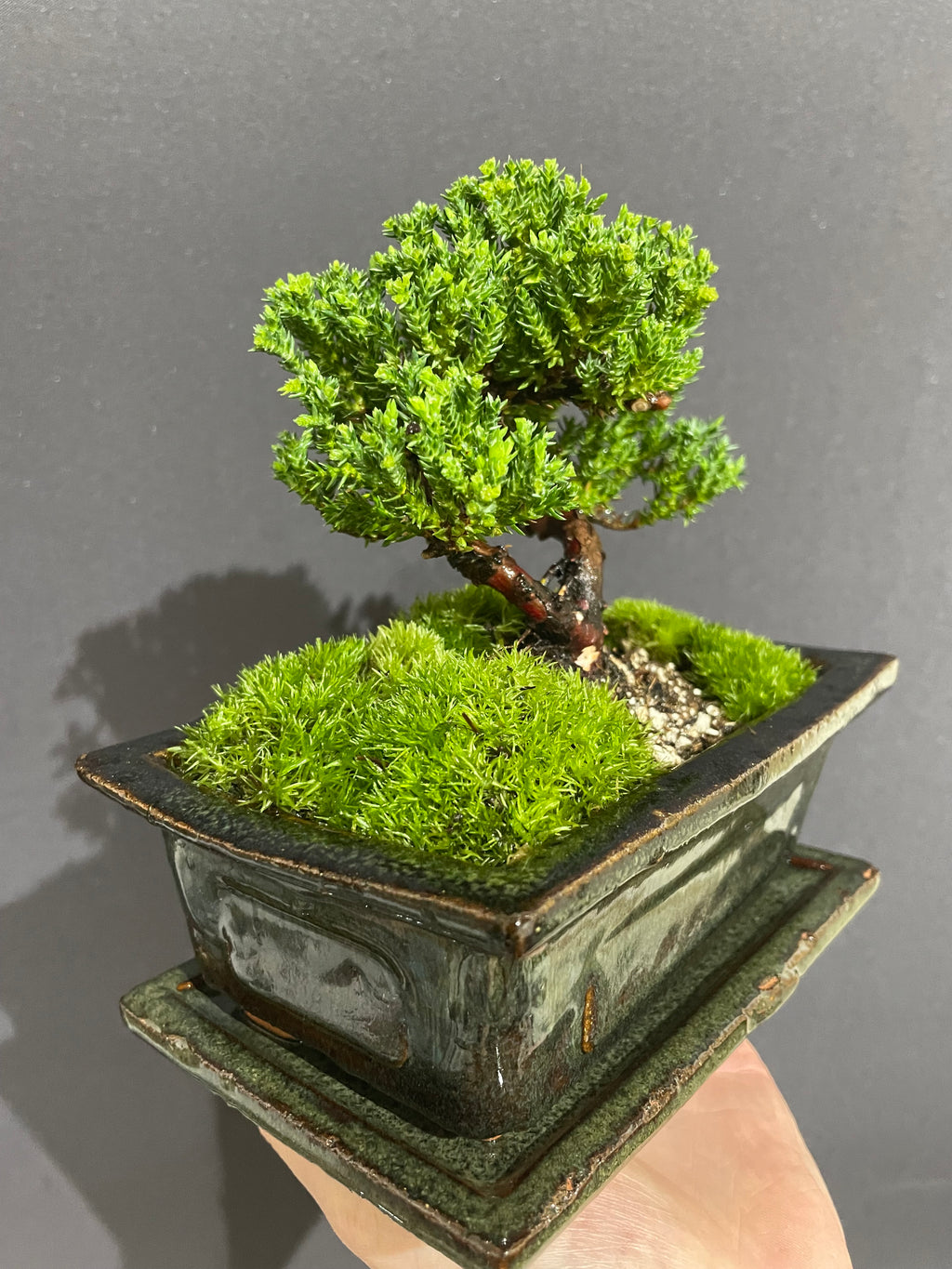 Chinese Juniper Bonsai
