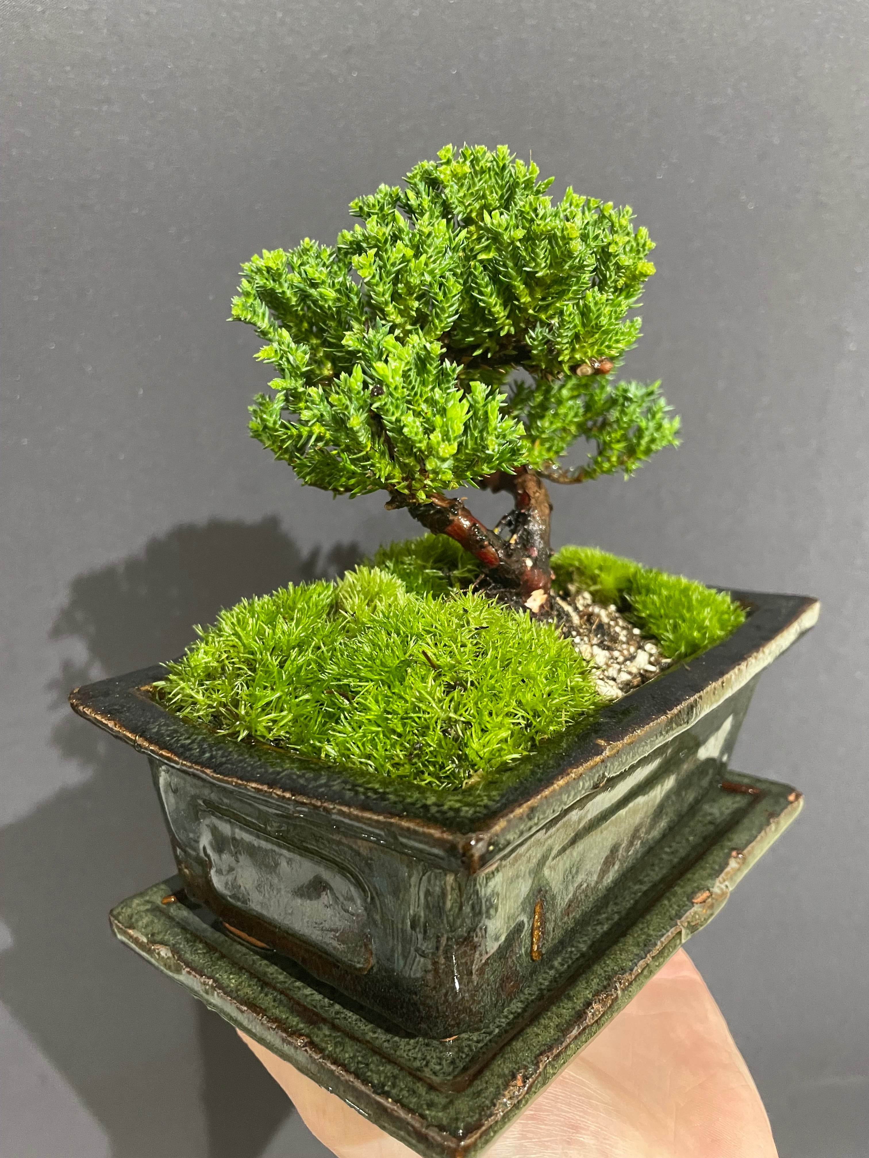 Chinese Juniper Bonsai