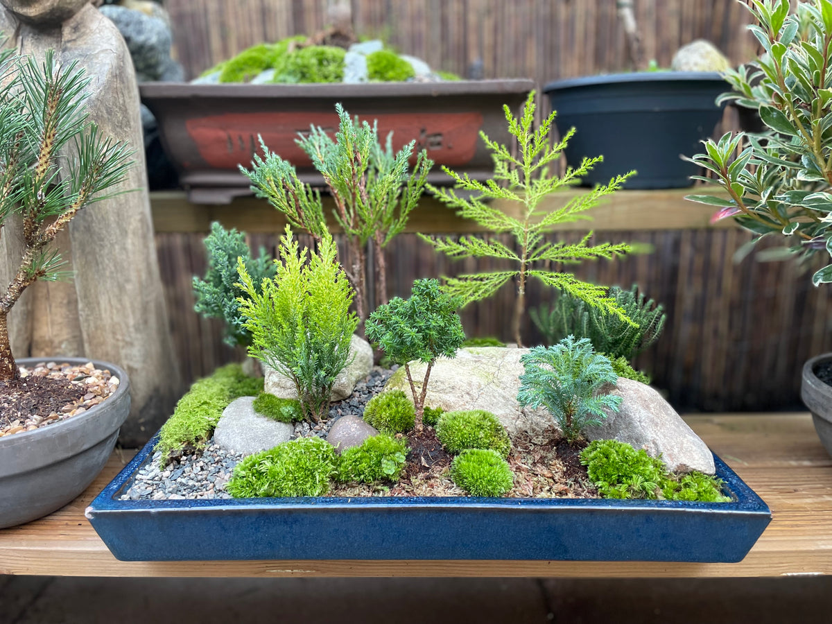 Bonsai Pot Forest