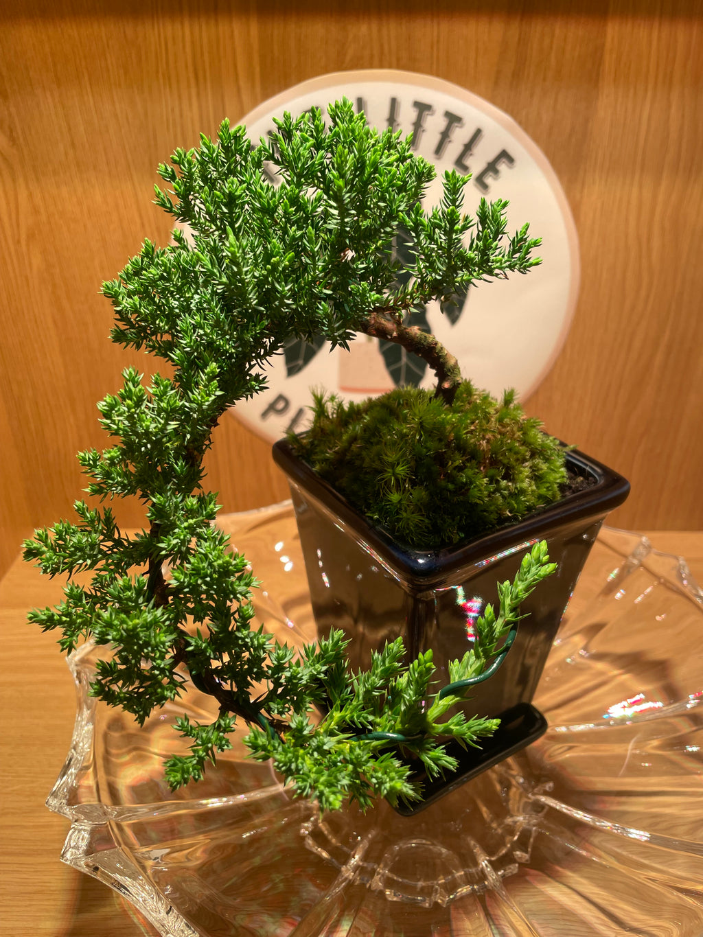 Juniperus Chinensis Cascade Bonsai