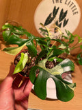 Rhaphidophora Tetrasperma Variegata