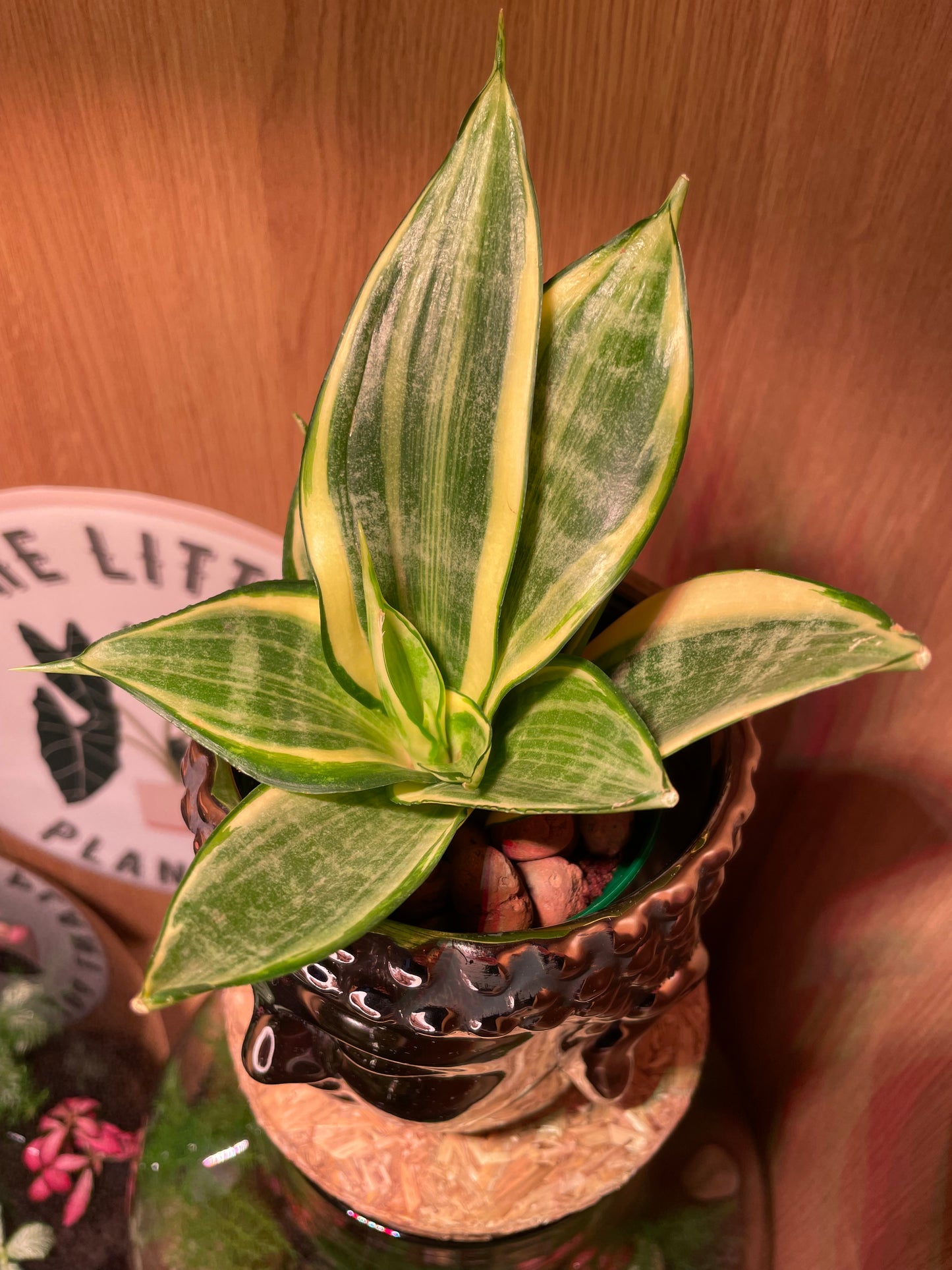 Buddha & Snake Plant