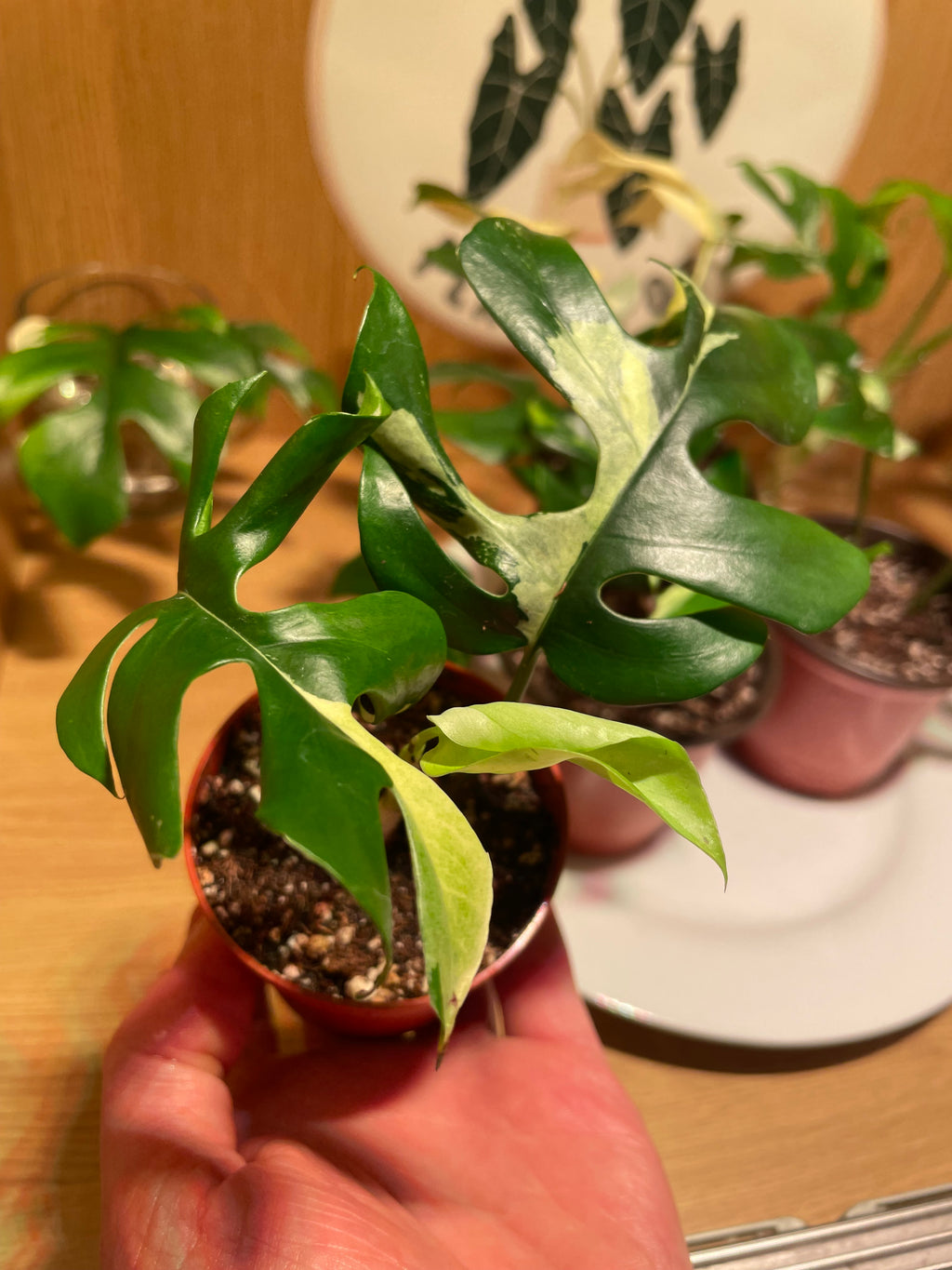 Rhaphidophora Tetrasperma Variegata