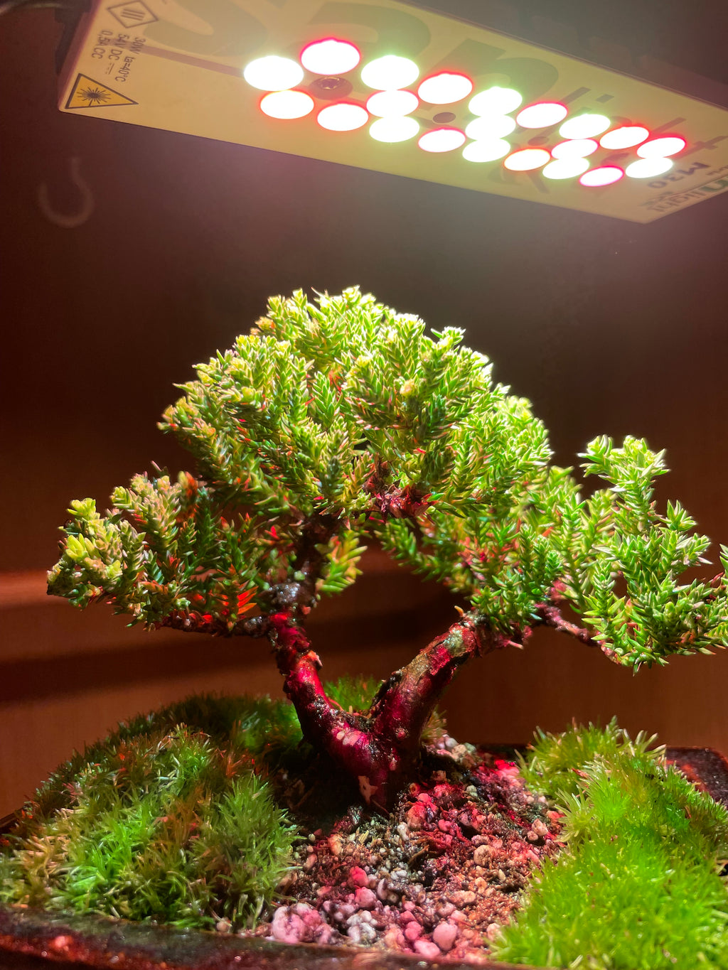 Chinese Juniper Bonsai