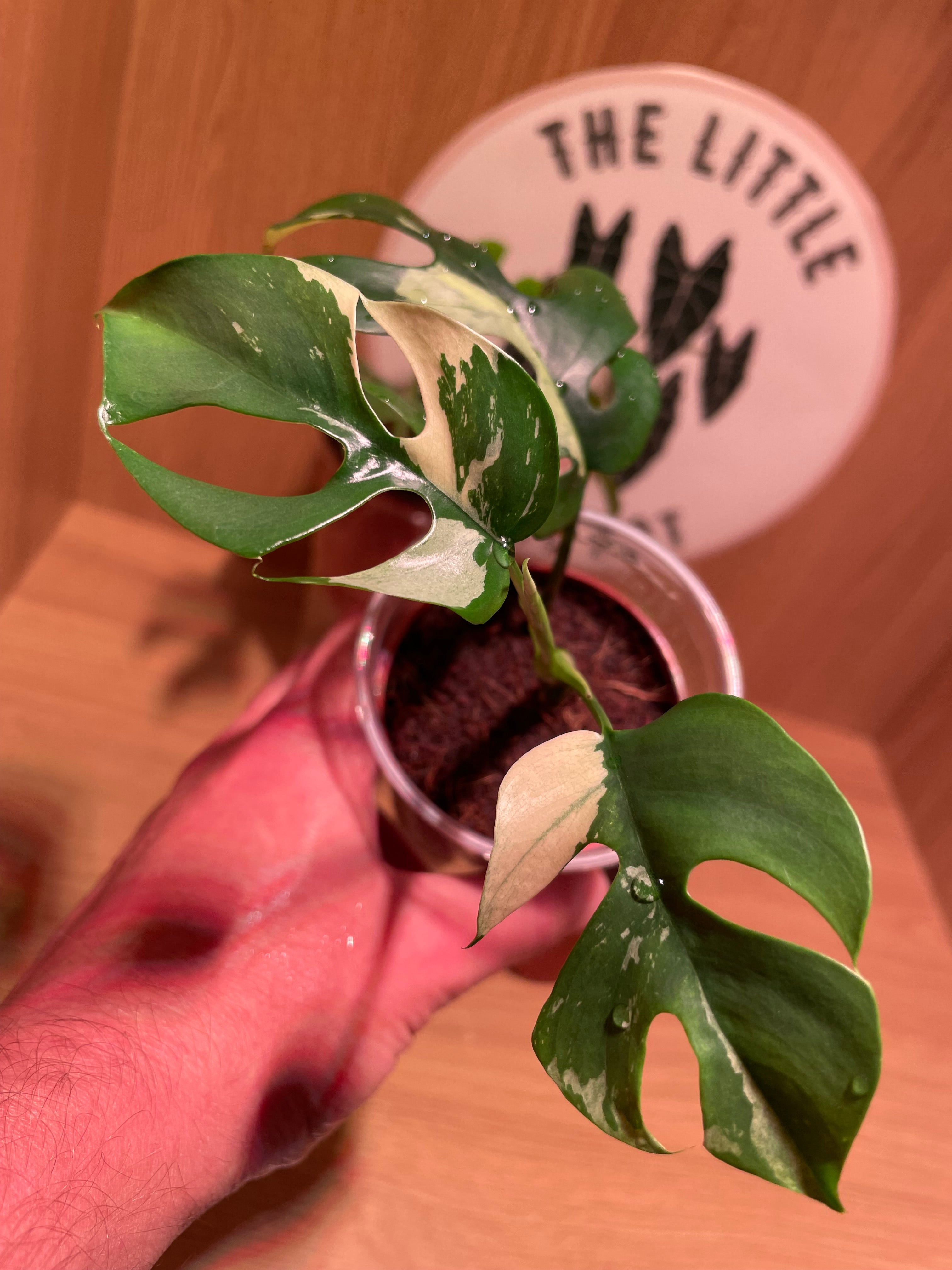 Rhaphidophora Tetrasperma Variegata