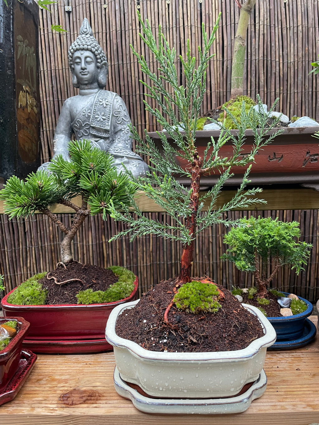 Giant Redwood ‘Sequoiadendron Giganteum’ Bonsai