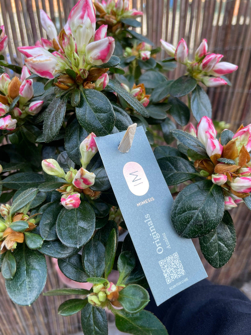 Azalea Sachsenstern