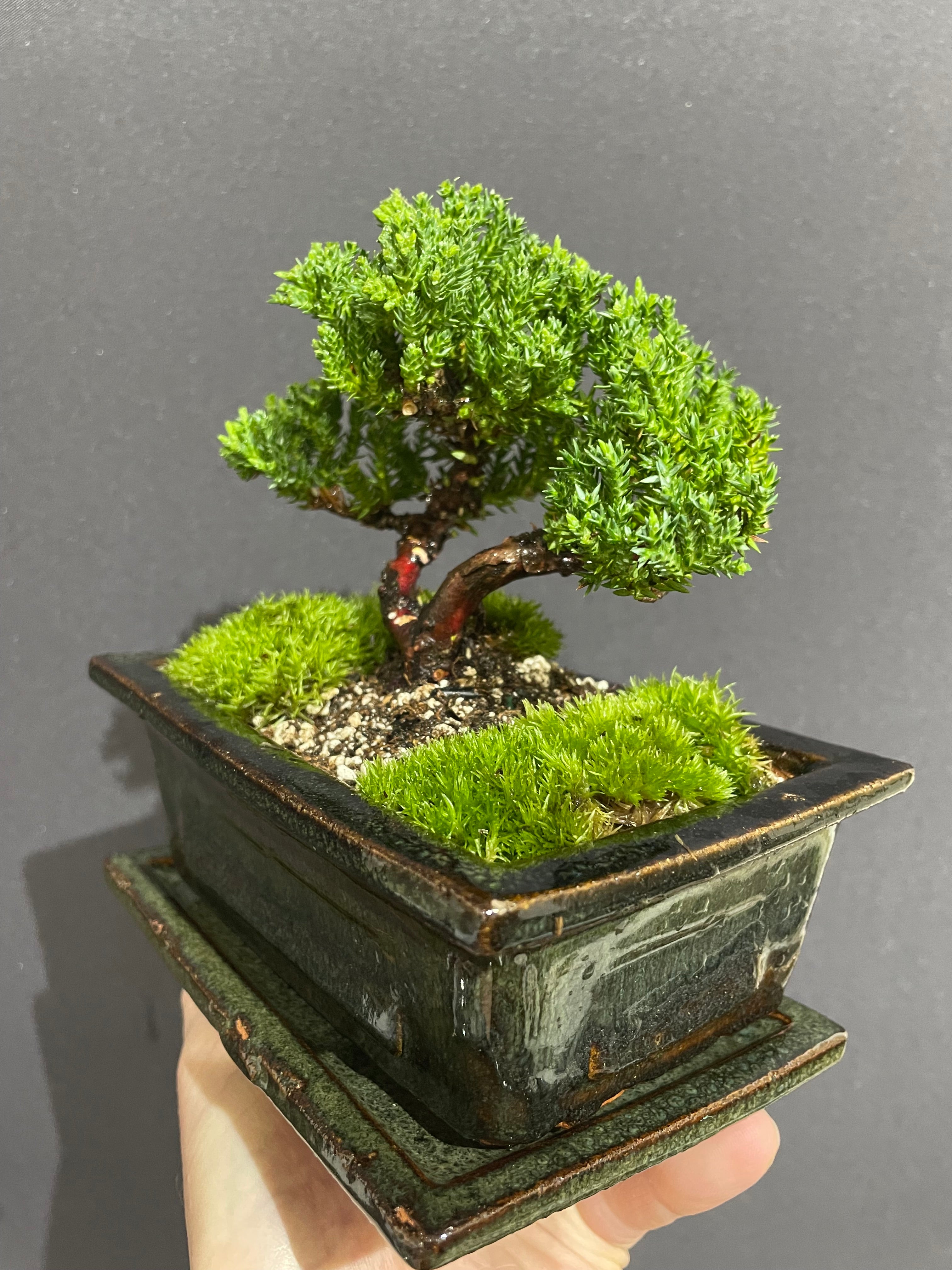 Chinese Juniper Bonsai