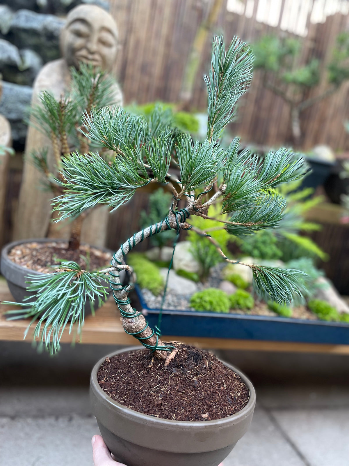 Japanese White Pine Tree