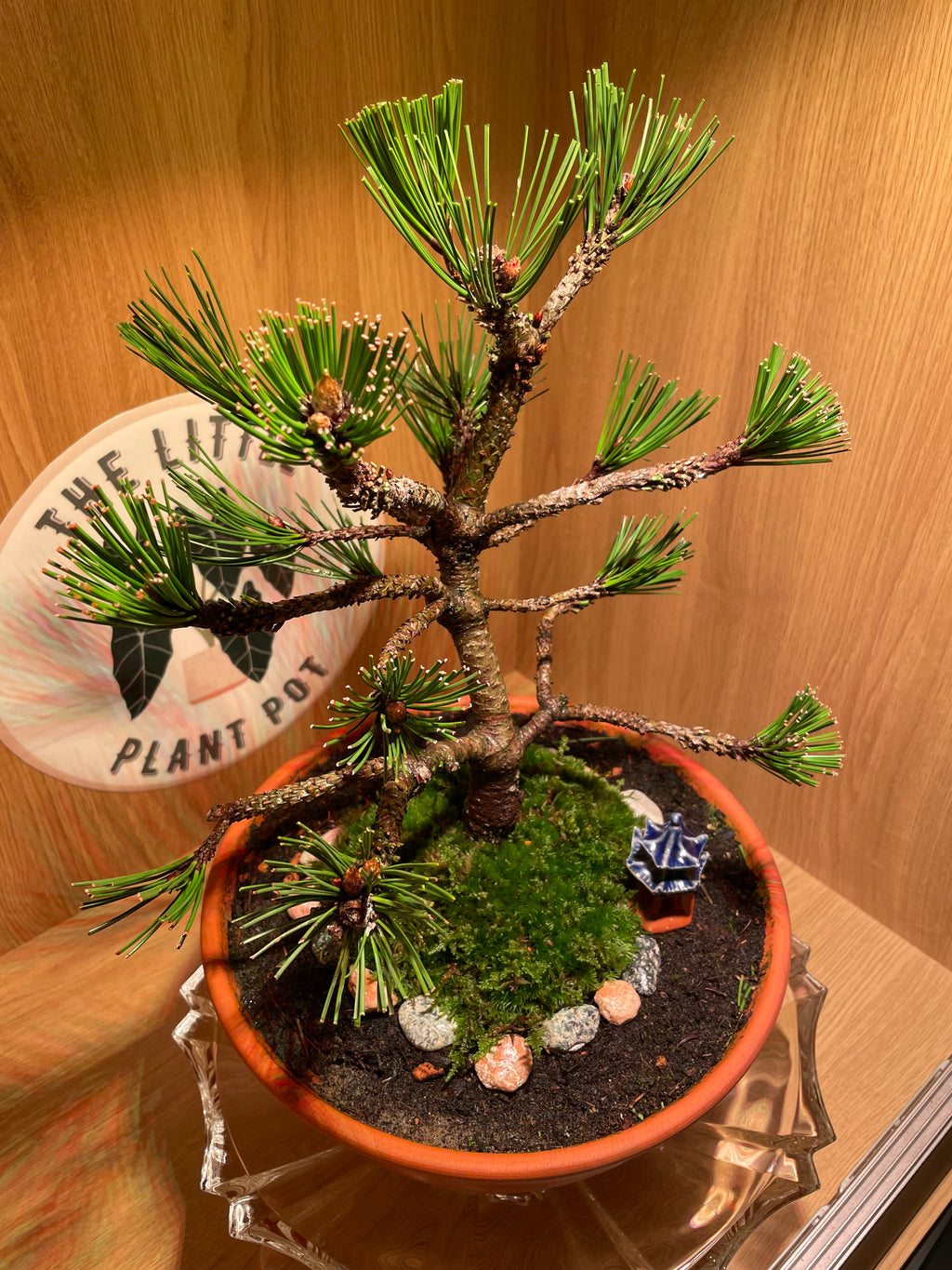 Bosnian Pine Bonsai