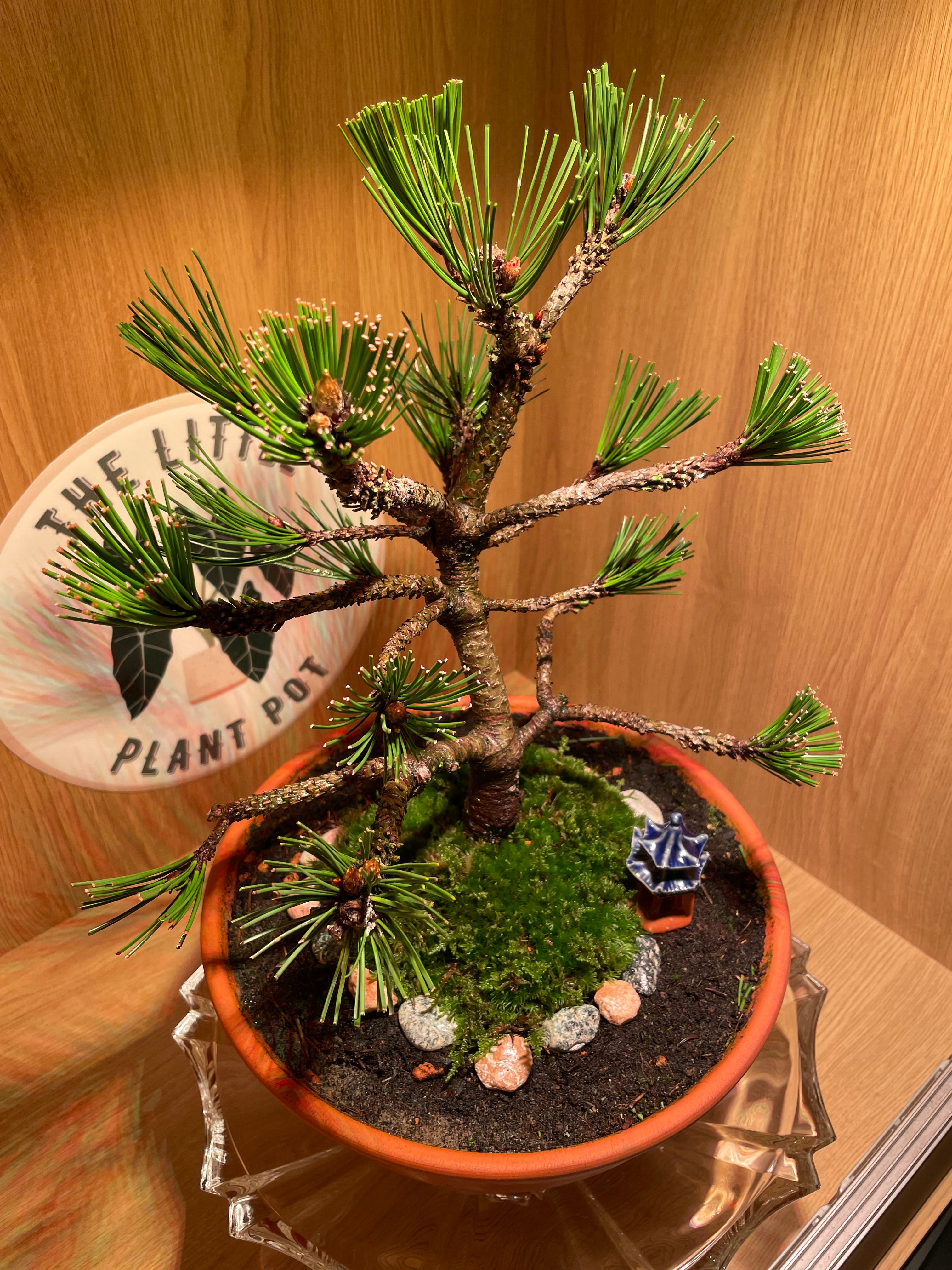 Bosnian Pine Bonsai