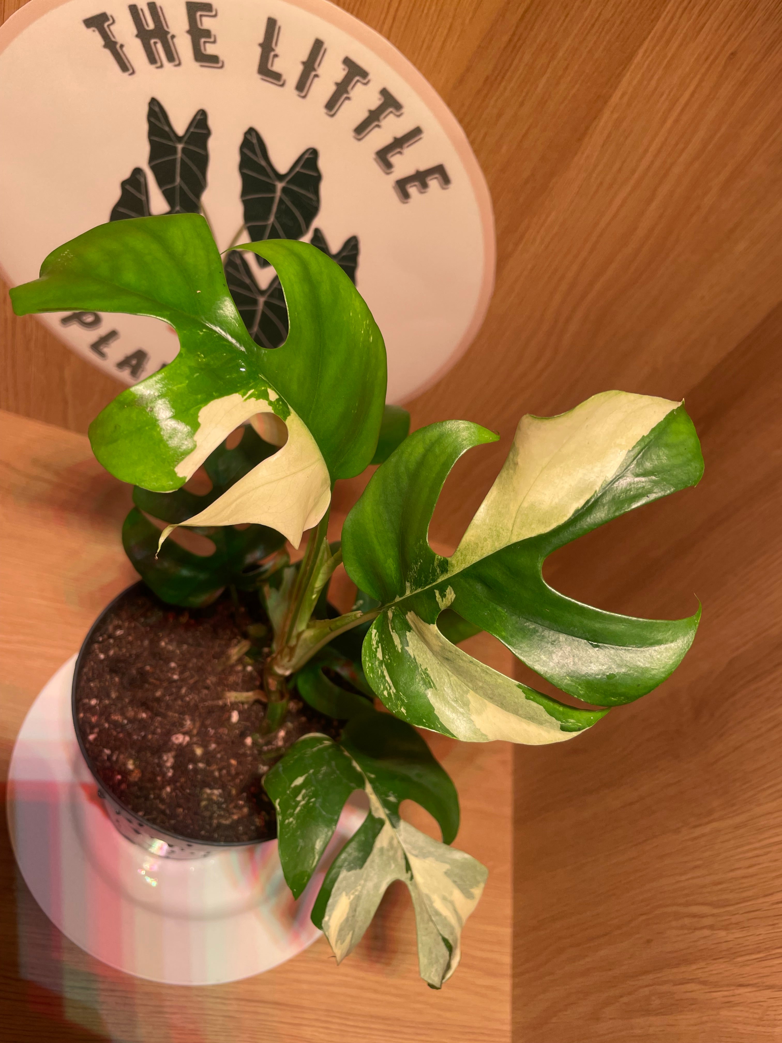 Rhaphidophora Tetrasperma Variegata (Highly Variegated)