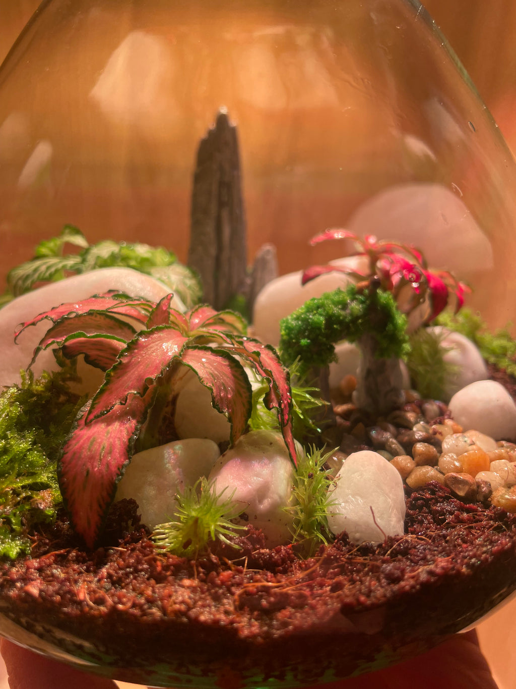 ***NEW*** Little Bird Terrarium