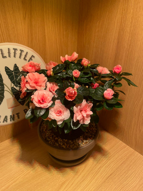 Azalea Aiko Pink