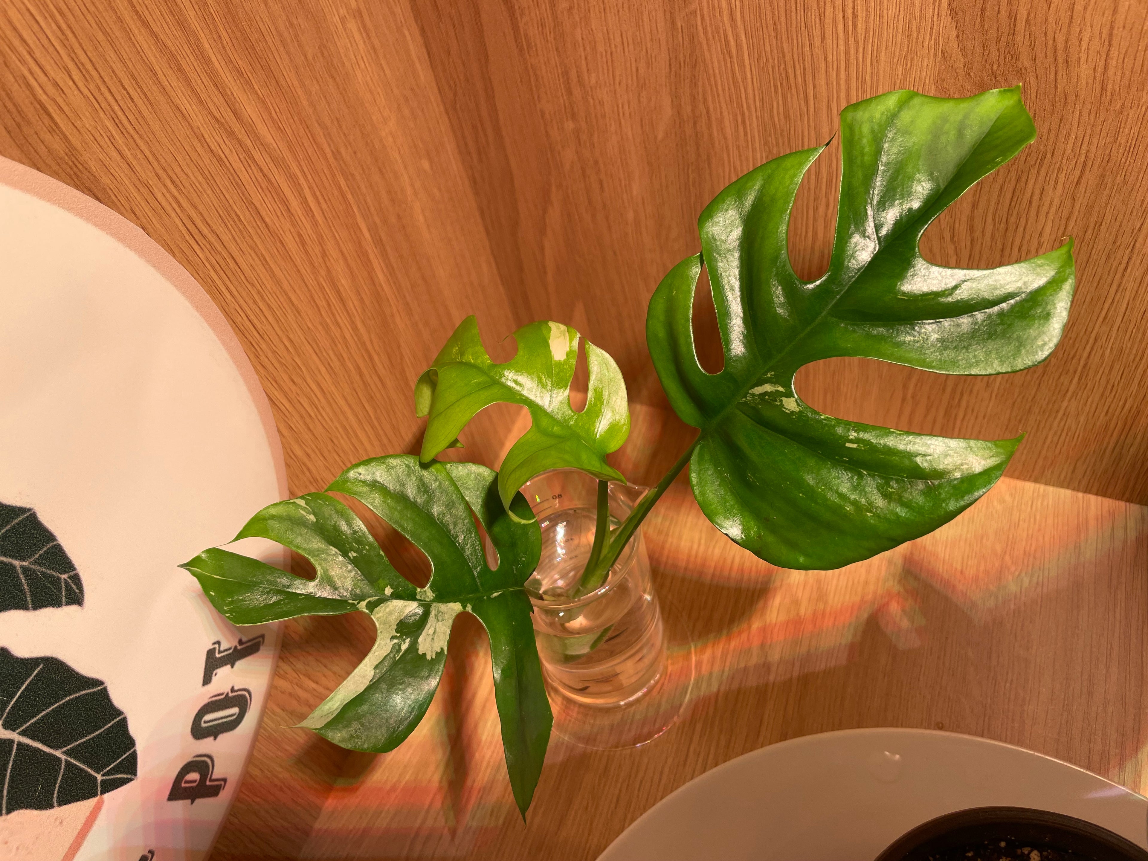 Rhaphidophora Tetrasperma Variegata (Low Variegation)