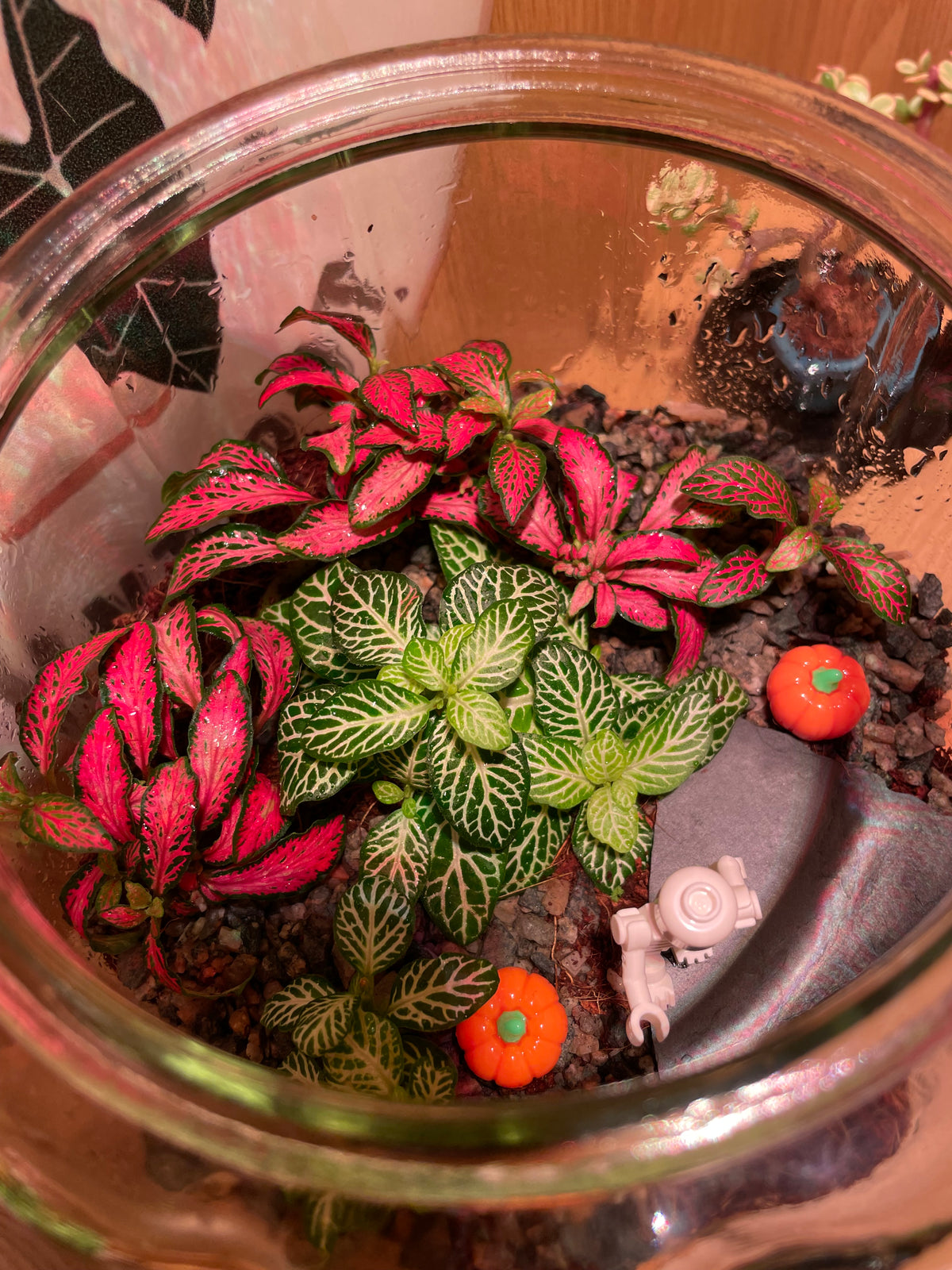 Pumpkin Terrarium