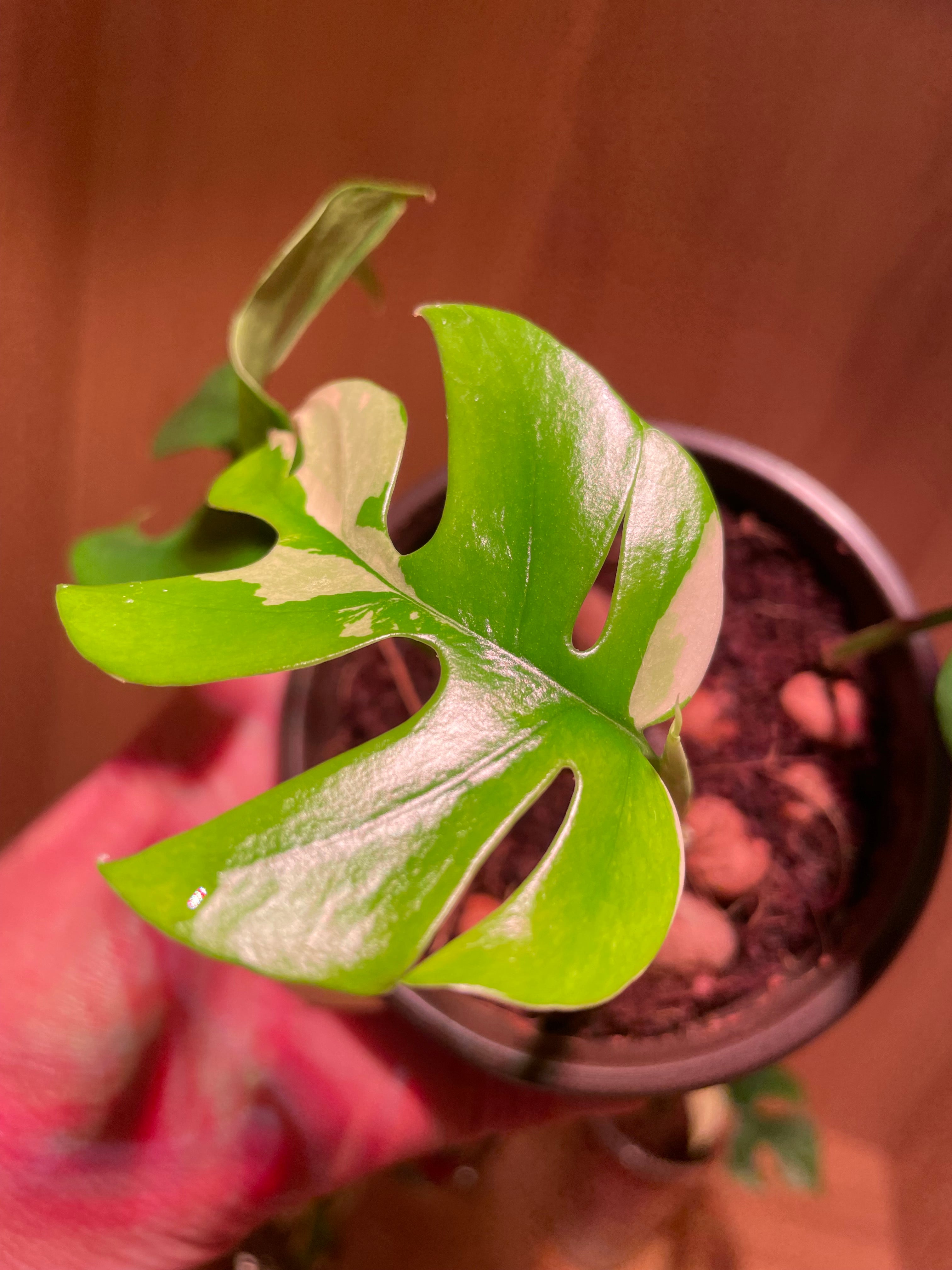 Rhaphidophora Tetrasperma Variegata