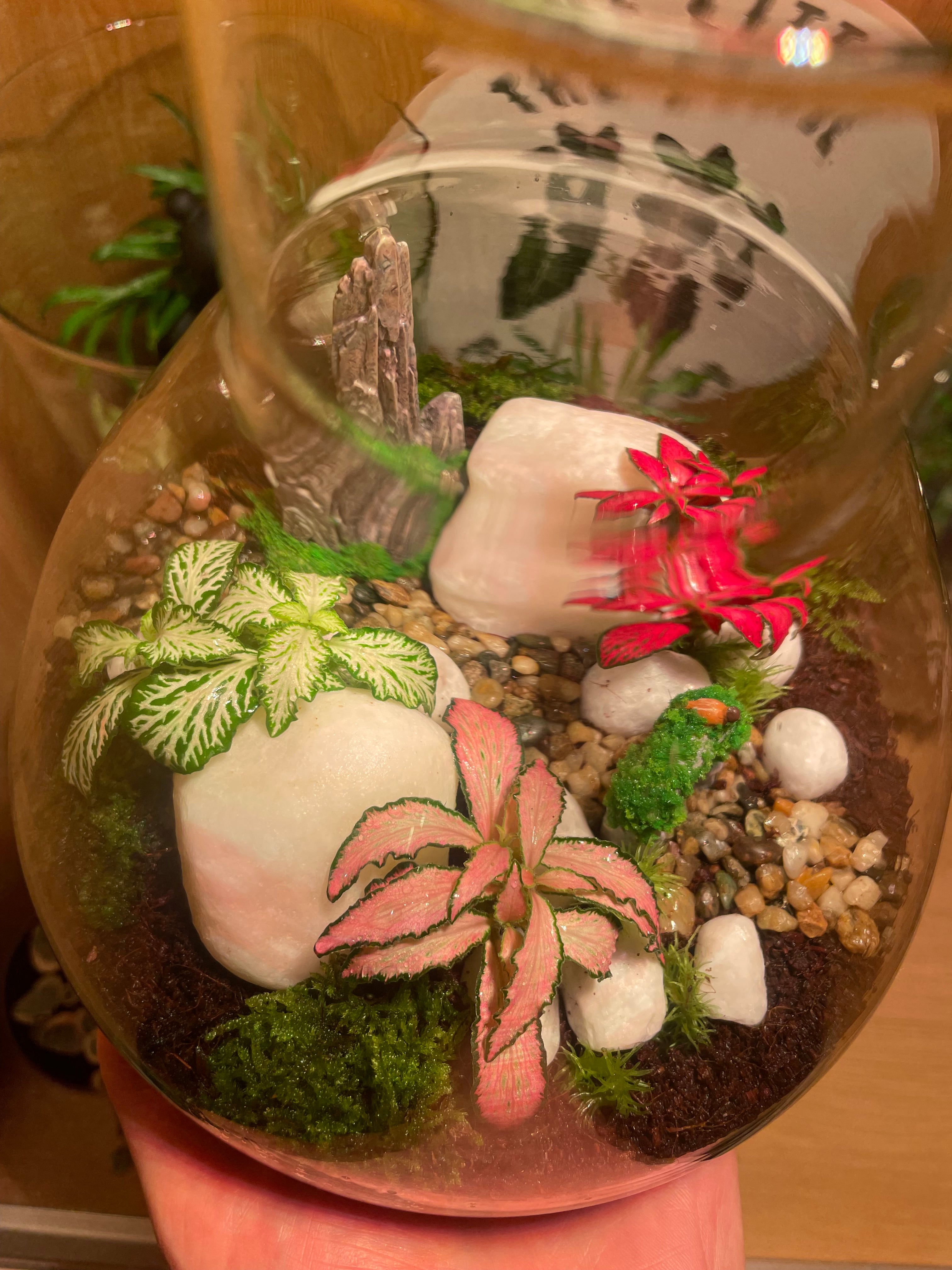 ***NEW*** Little Bird Terrarium