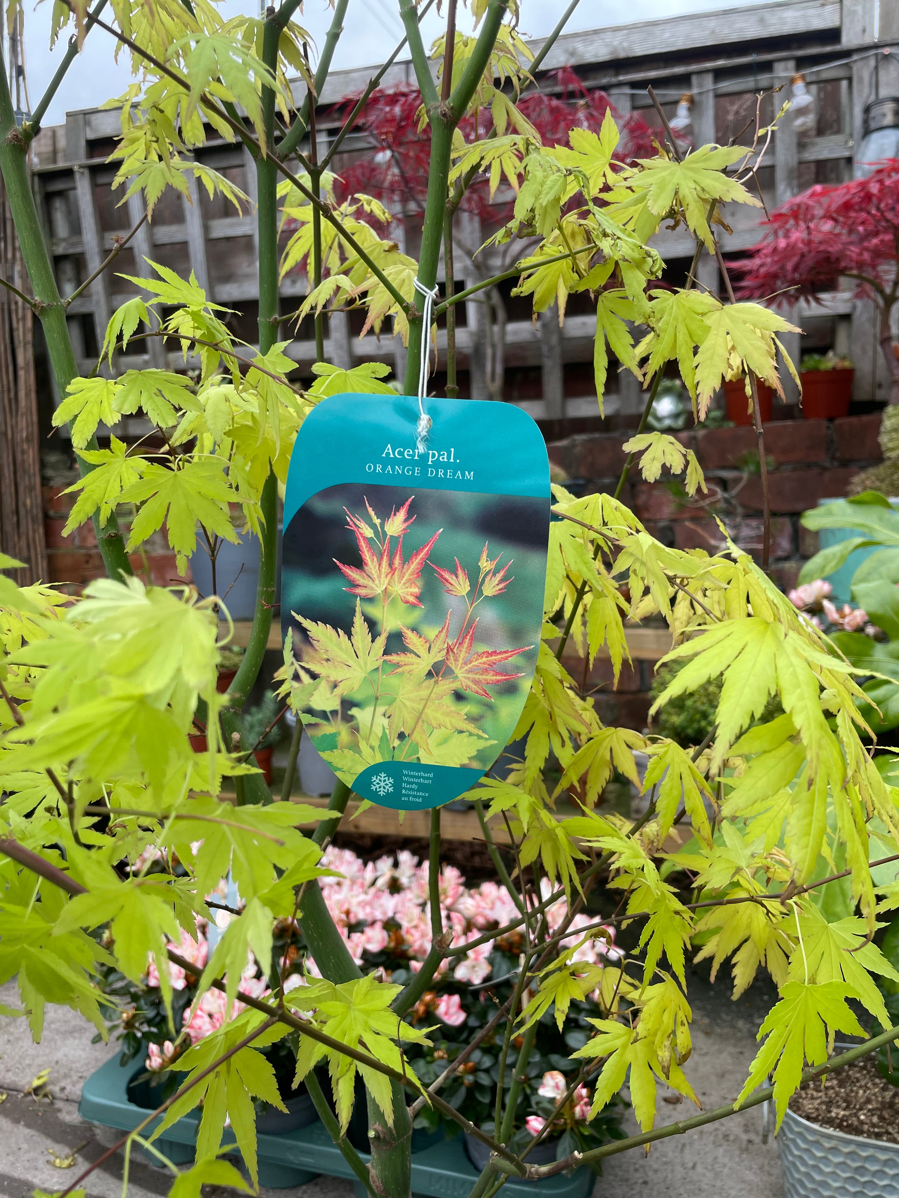 Acer Palmatum ‘Orange Dream’