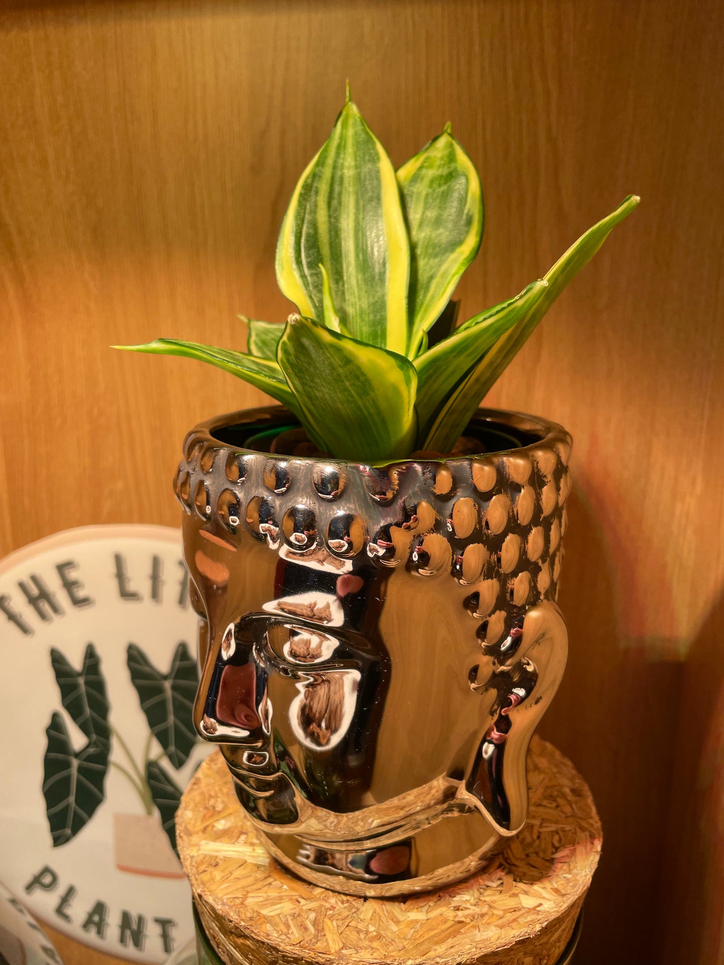 Buddha & Snake Plant