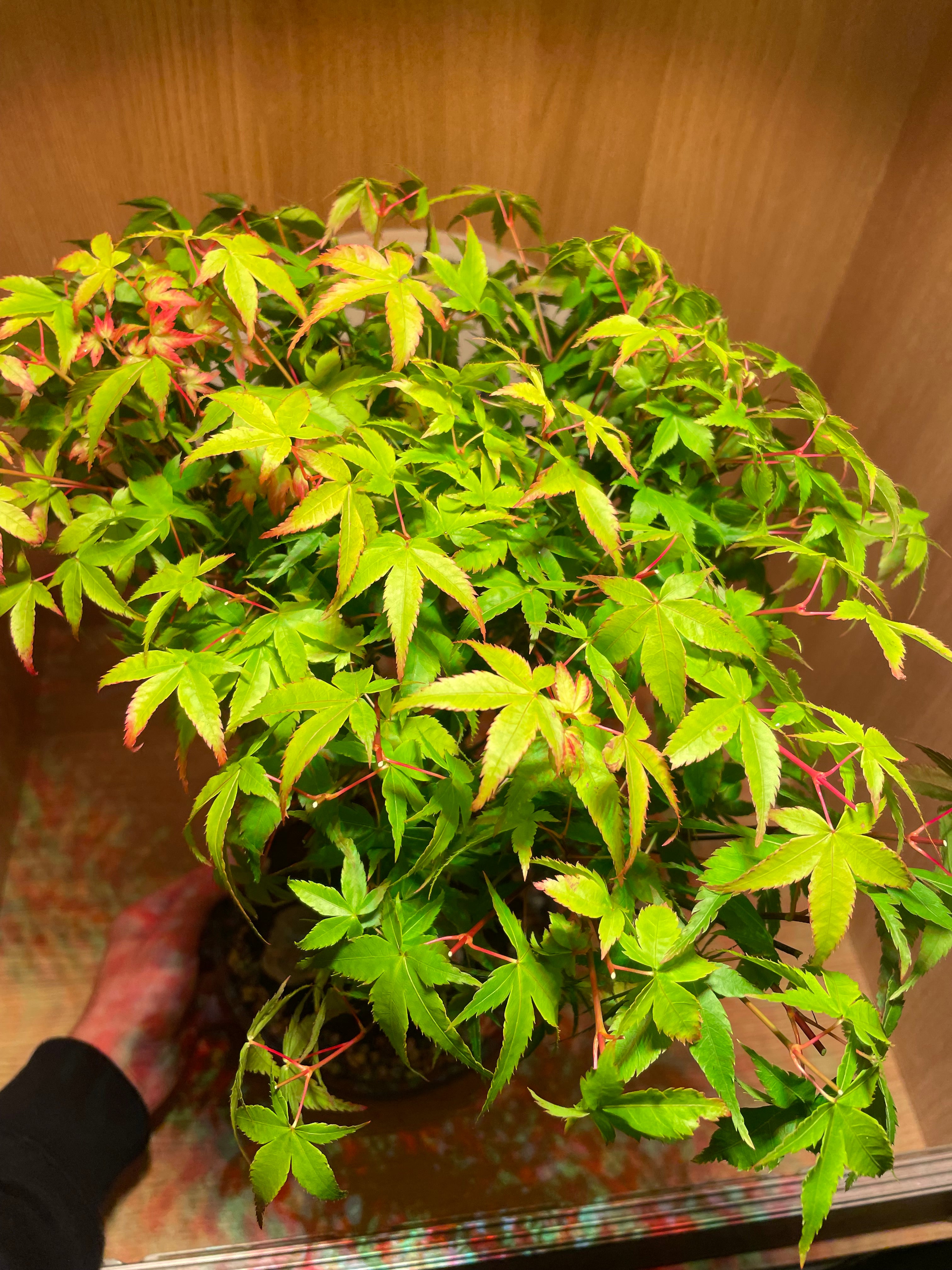 Acer Little Princess Tree