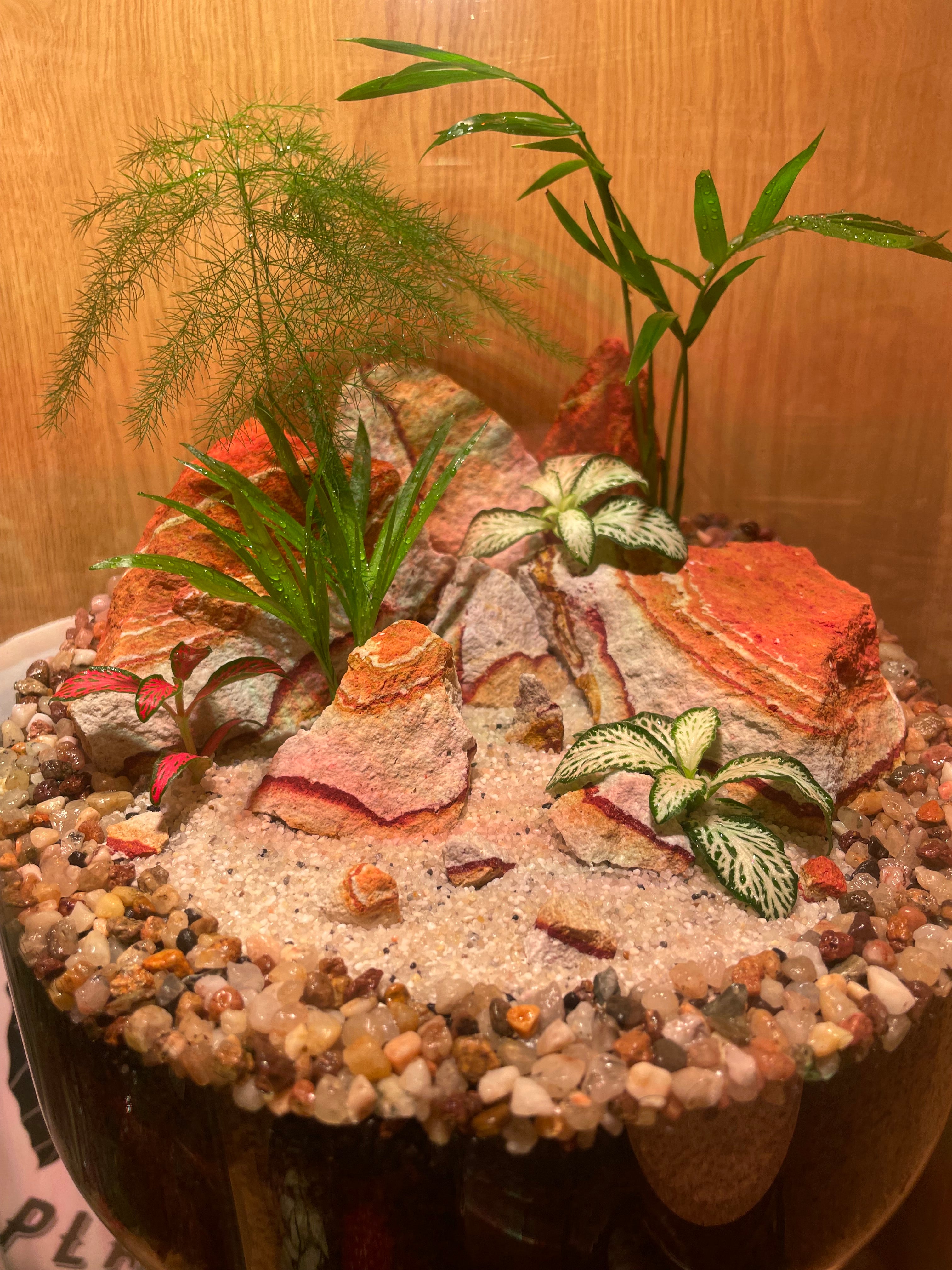 ***NEW*** Tropical Terrarium