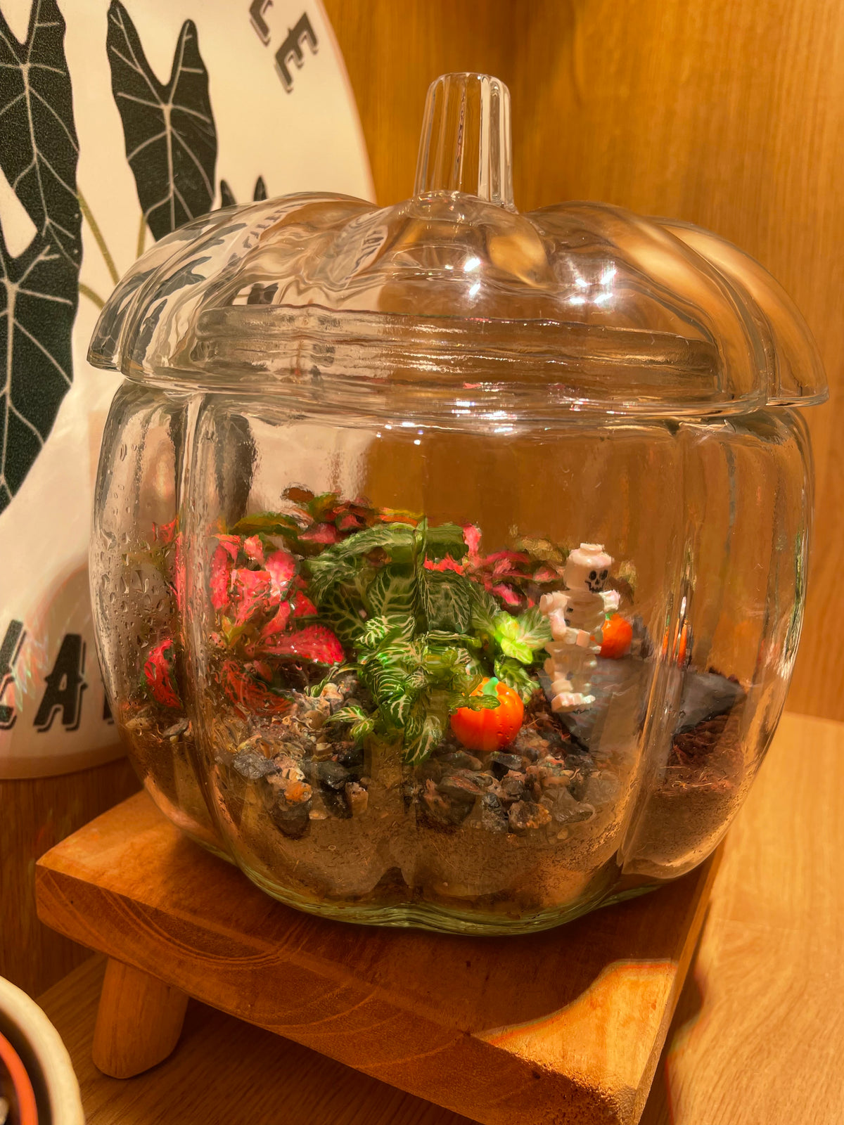 Pumpkin Terrarium